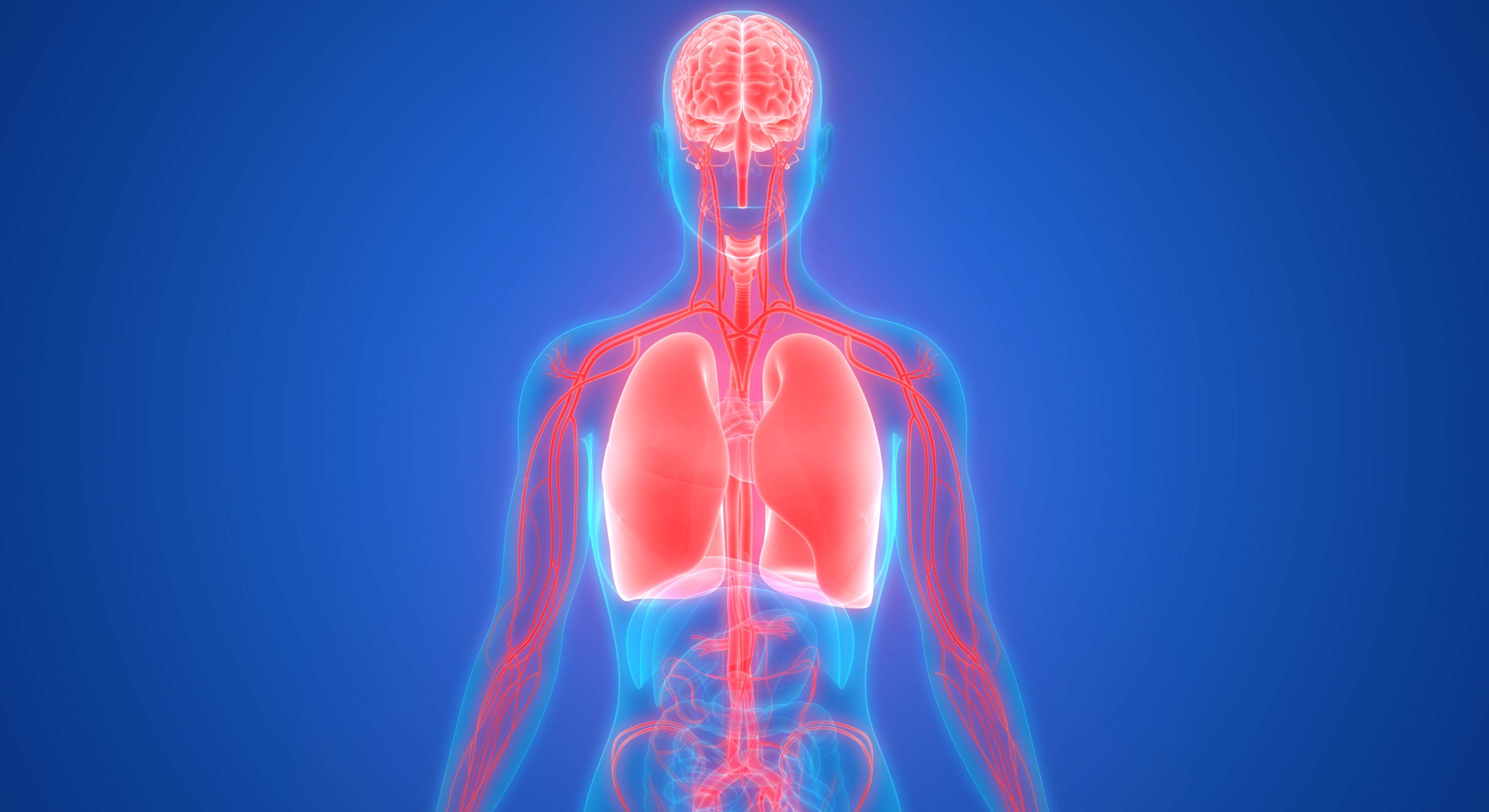 Ilustración de los pulmones con la anatomía del sistema circulatorio