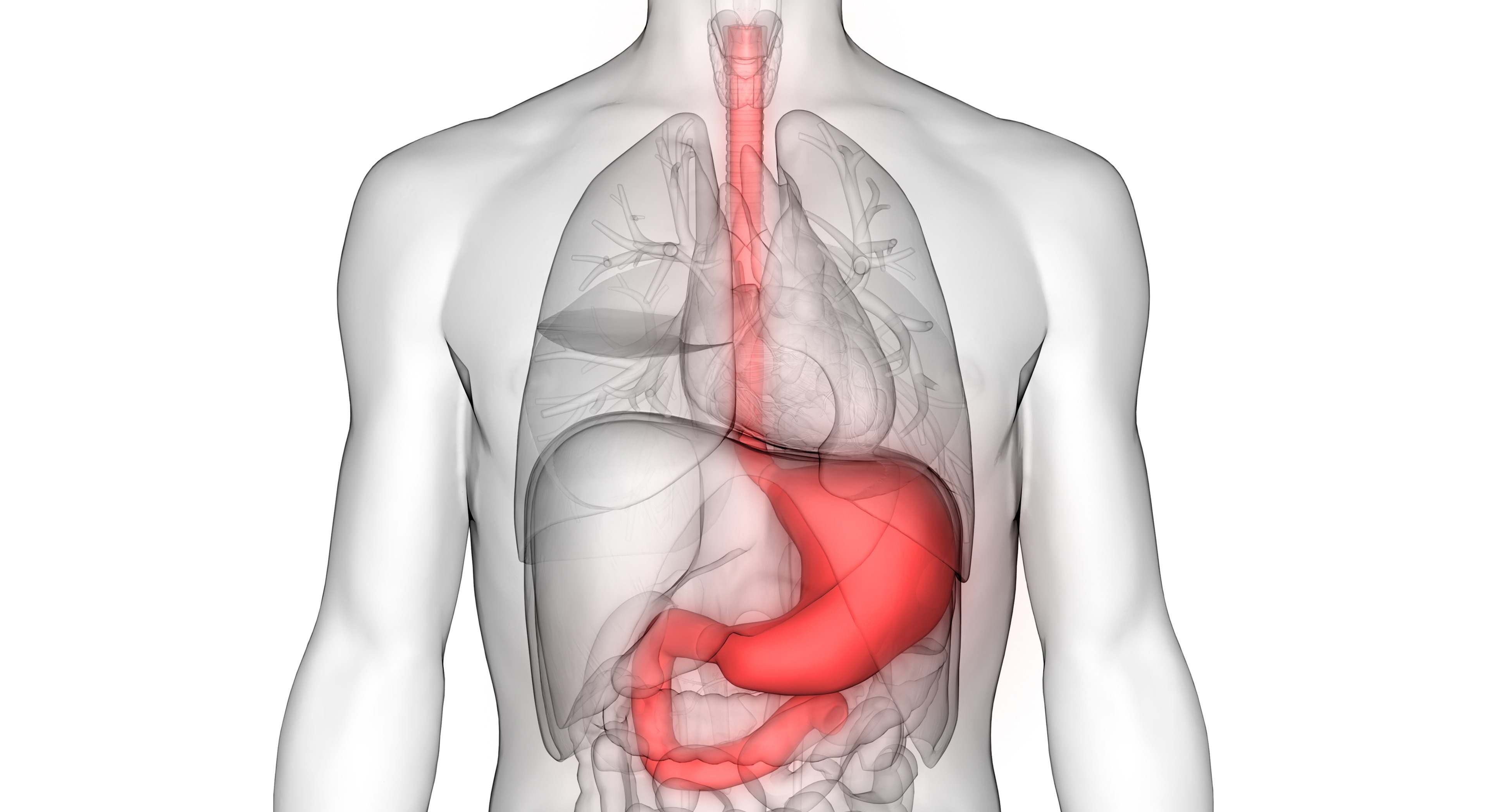 Sistema digestivo humano (anatomía del estómago)