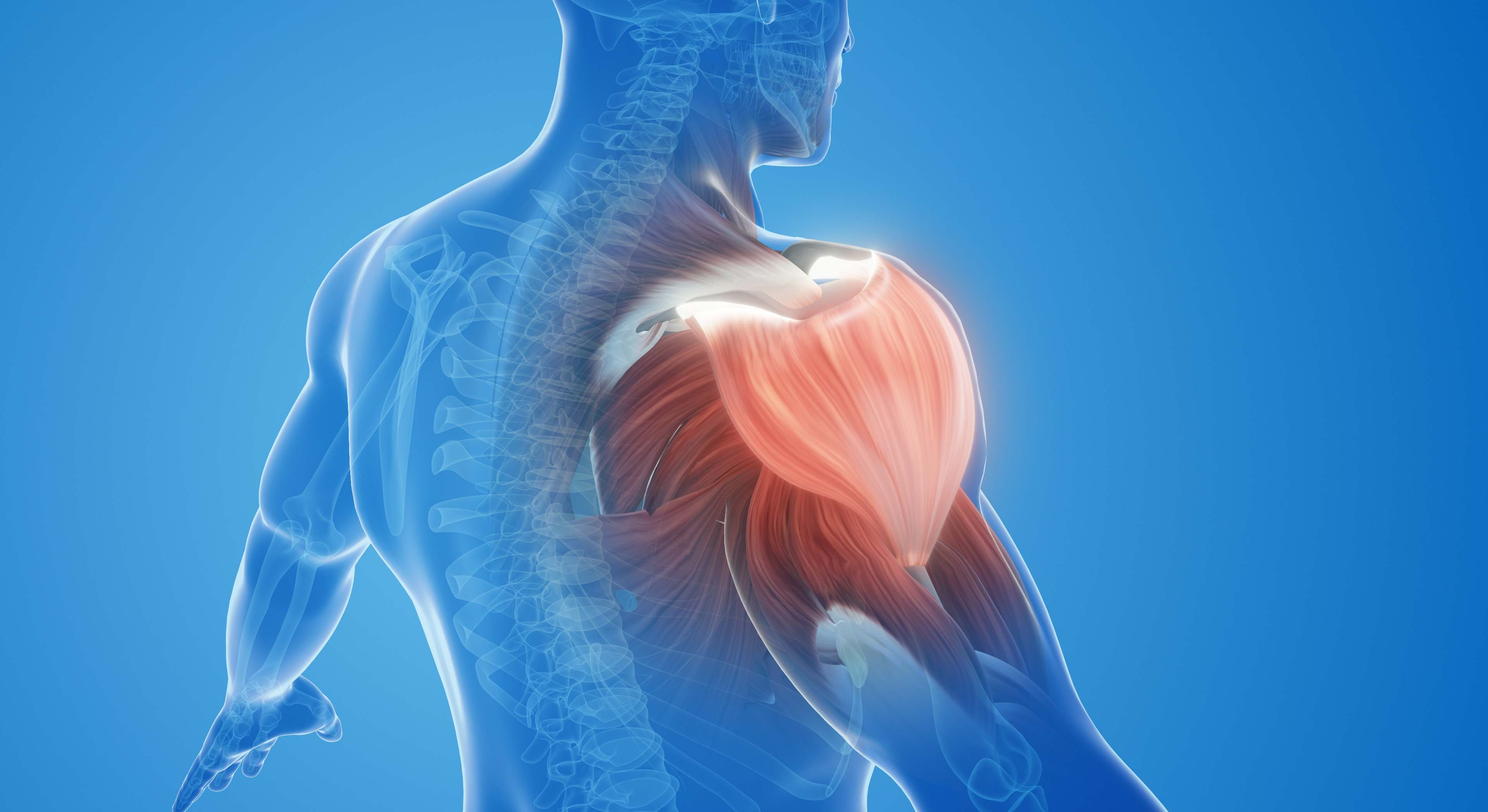 Recuperación muscular tras el ejercicio