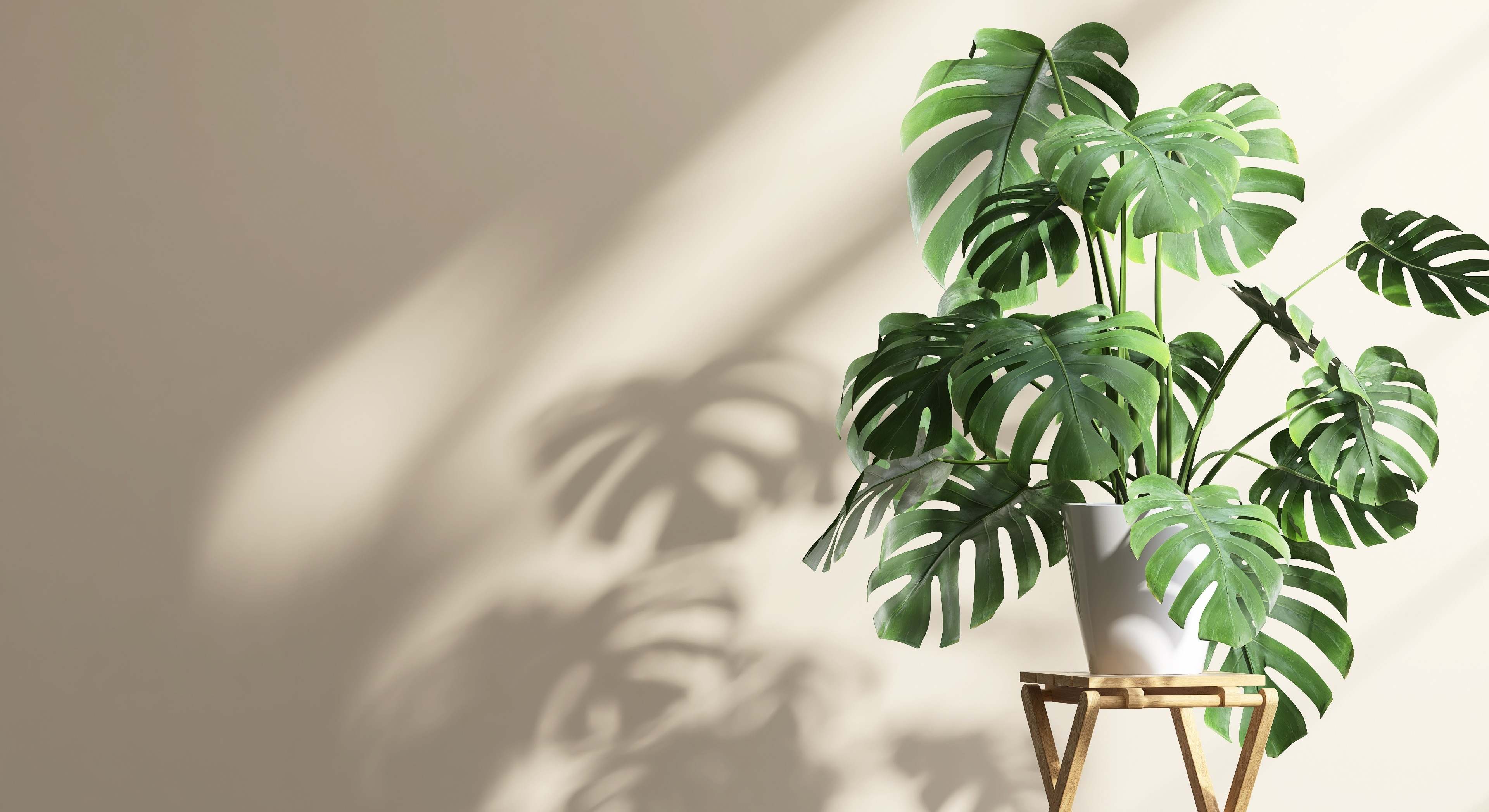 Monstera o Costilla de Adán, planta de interior. / Foto: iStock