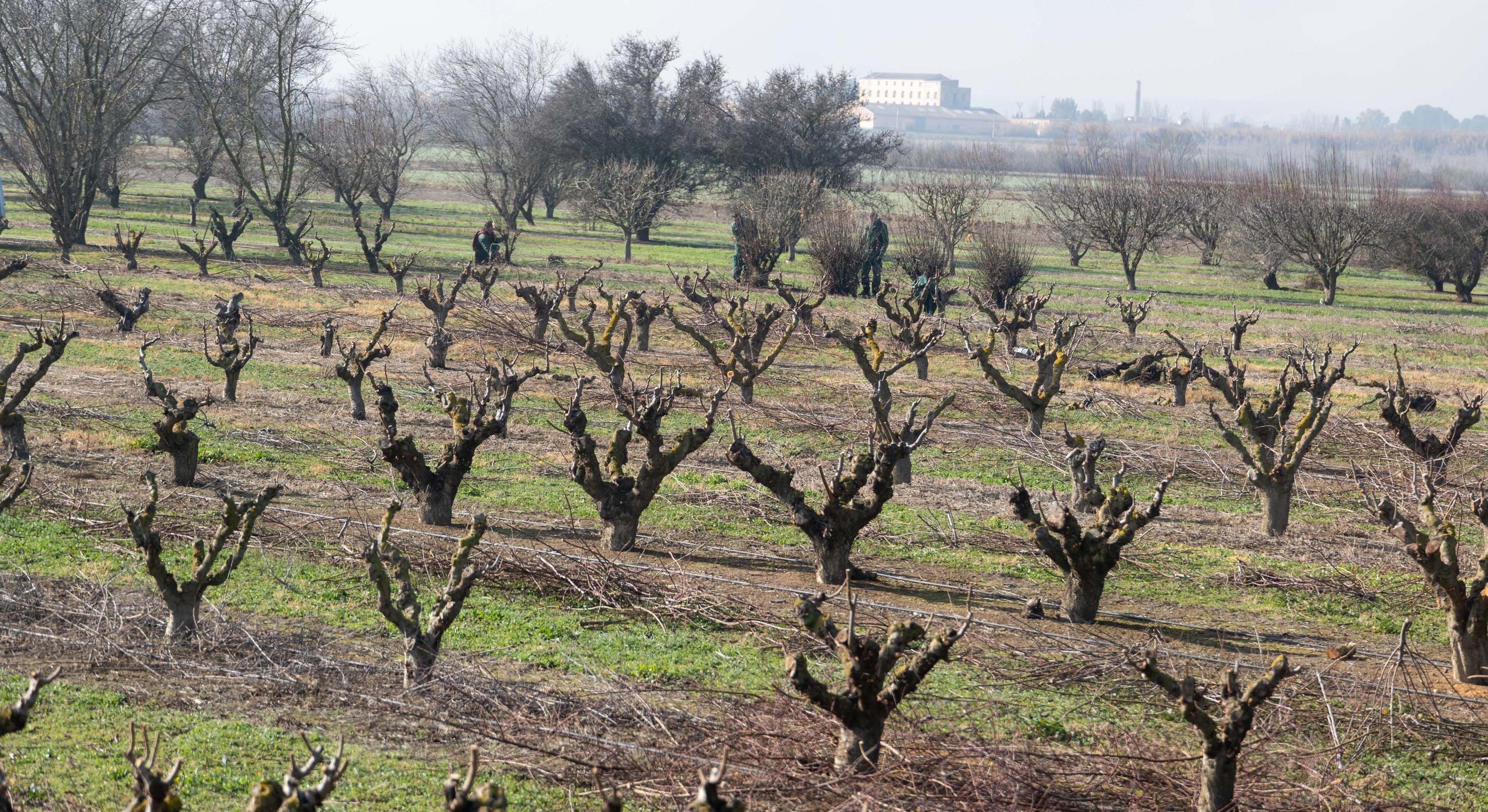 sequia agricultura aragon