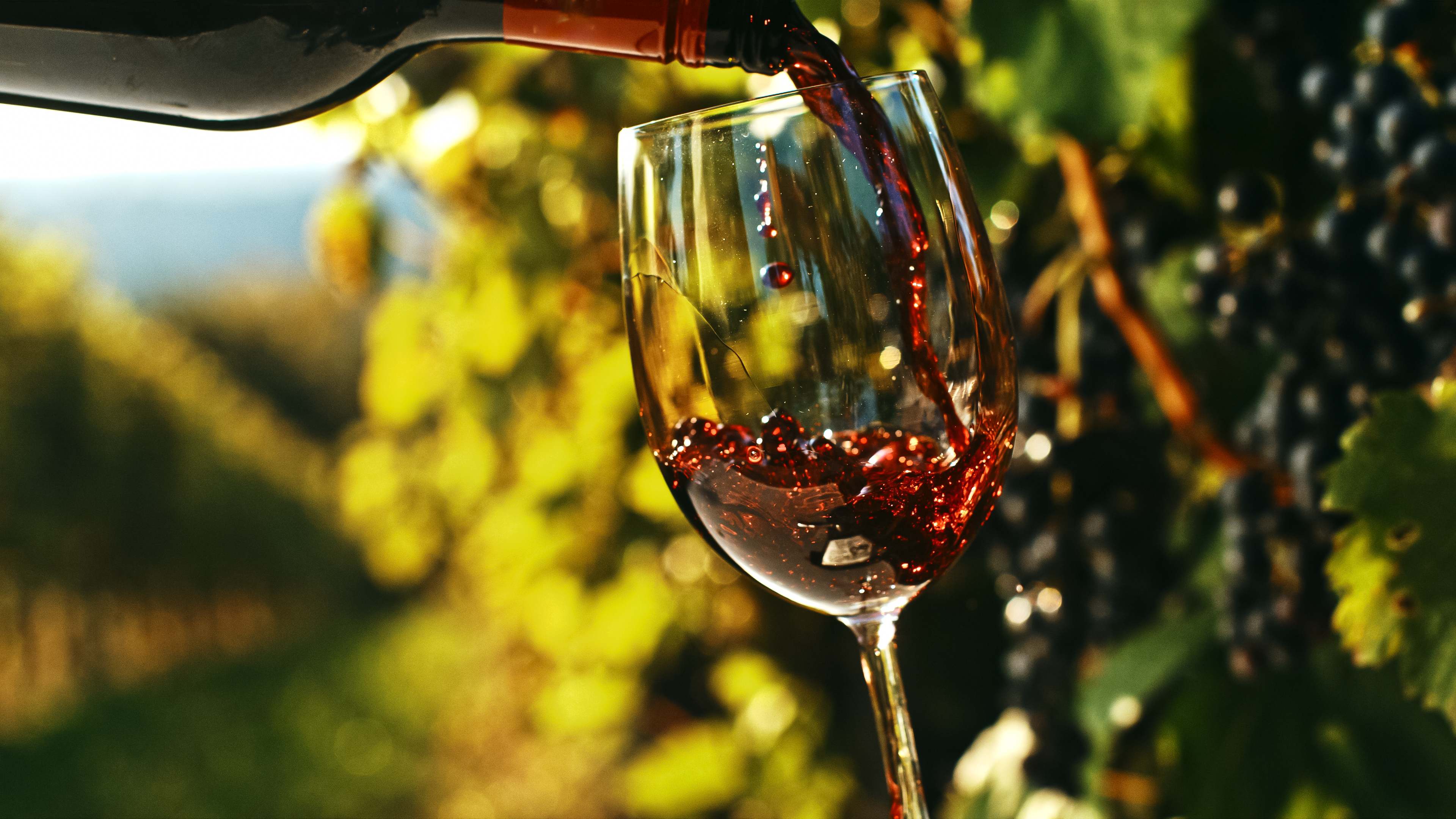 Viñedos