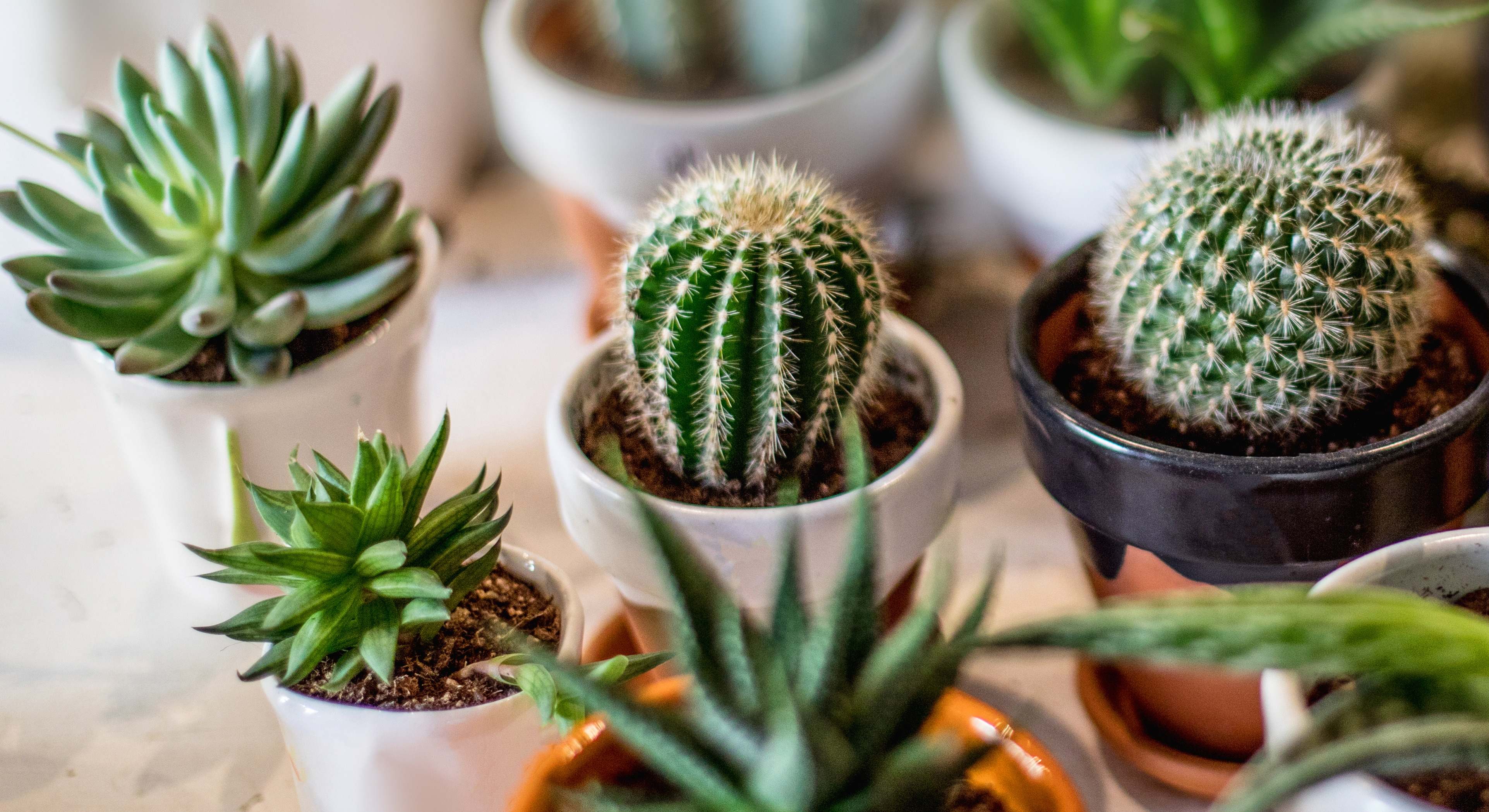 Cactus de diferentes variedades en macetas. / Foto: iStock
