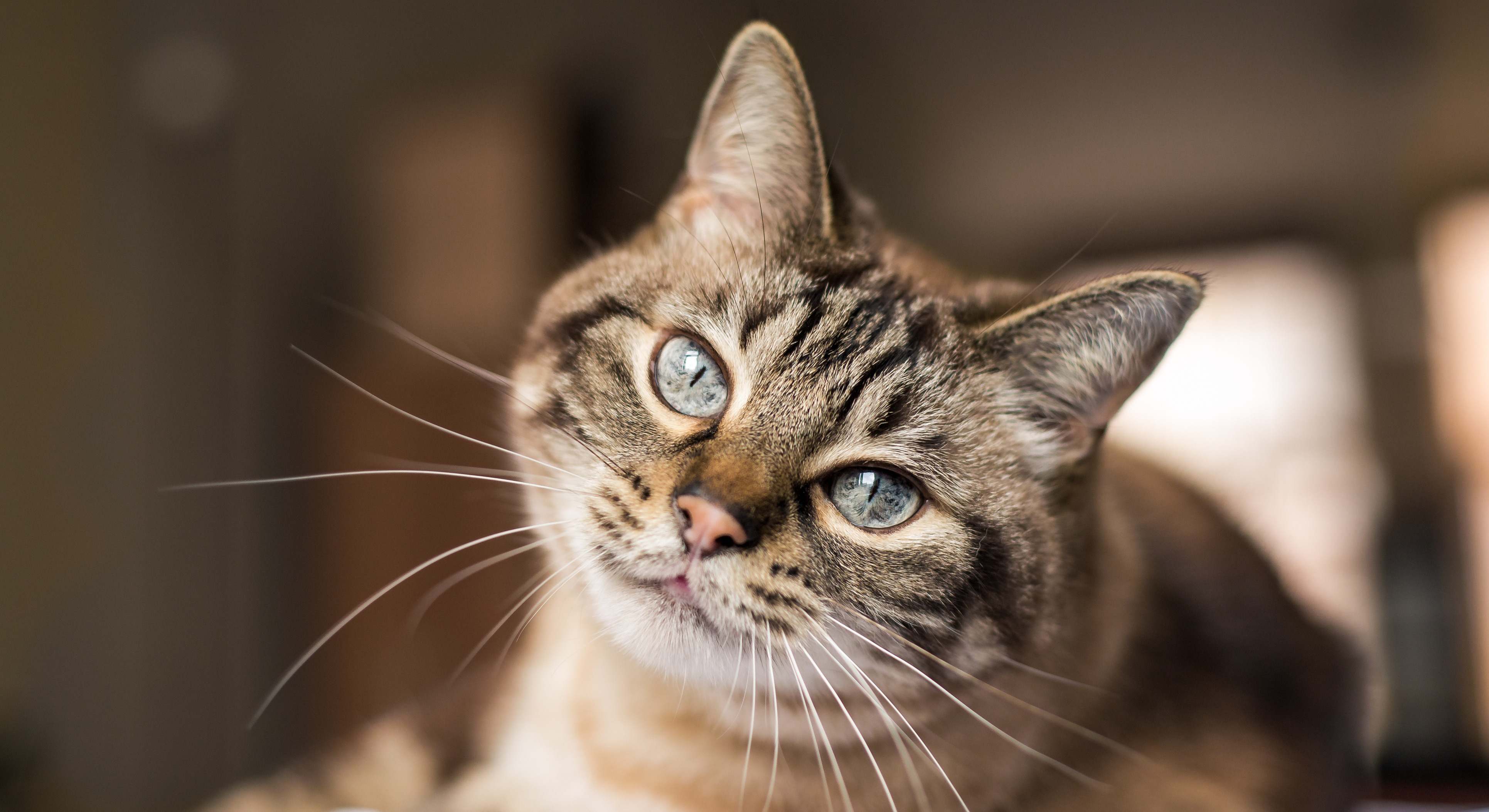 Gato con las orejas erguidas. / Foto: iStock