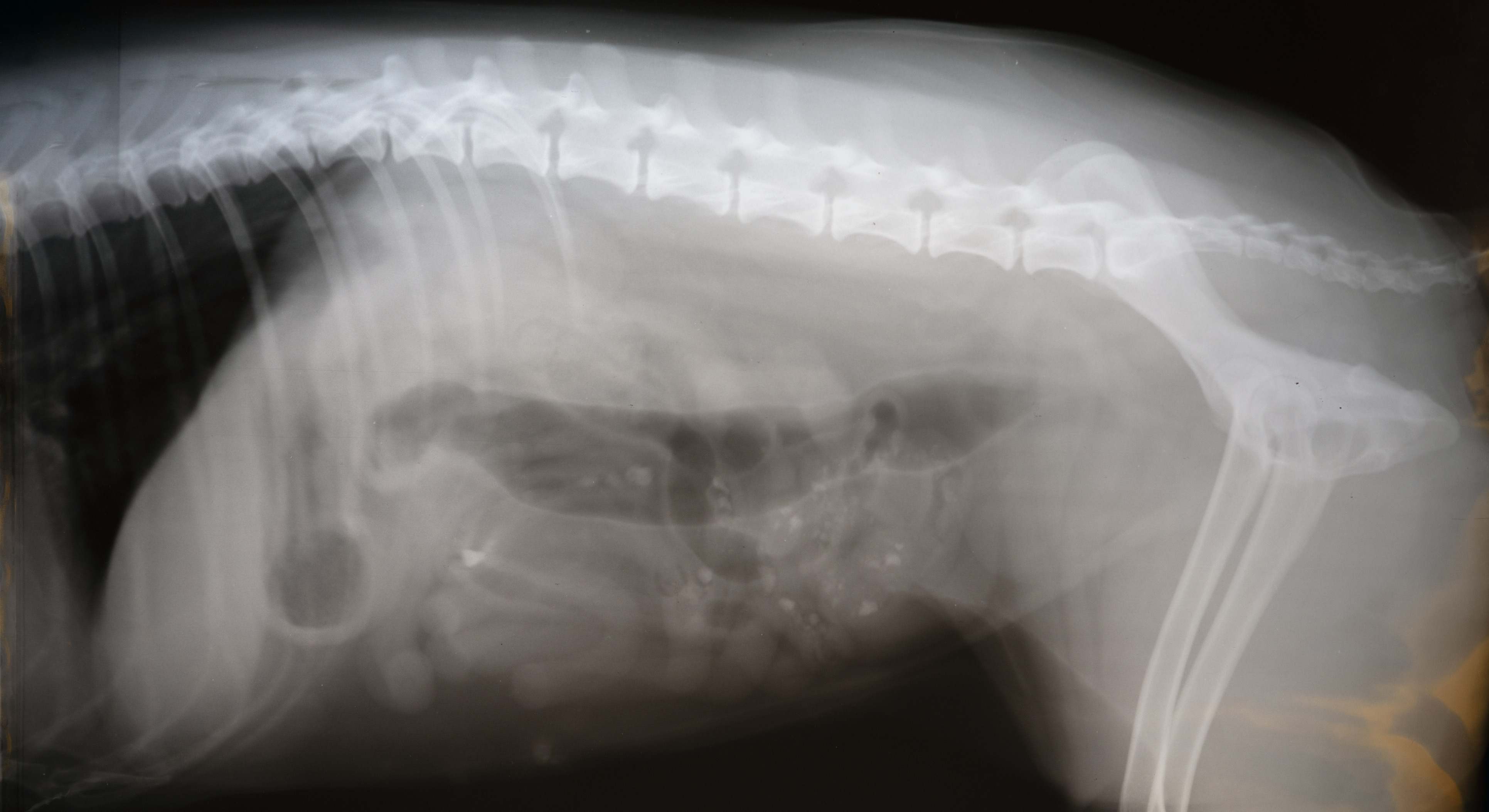 Radiografía de la vista lateral de un perro. / Foto: iStock