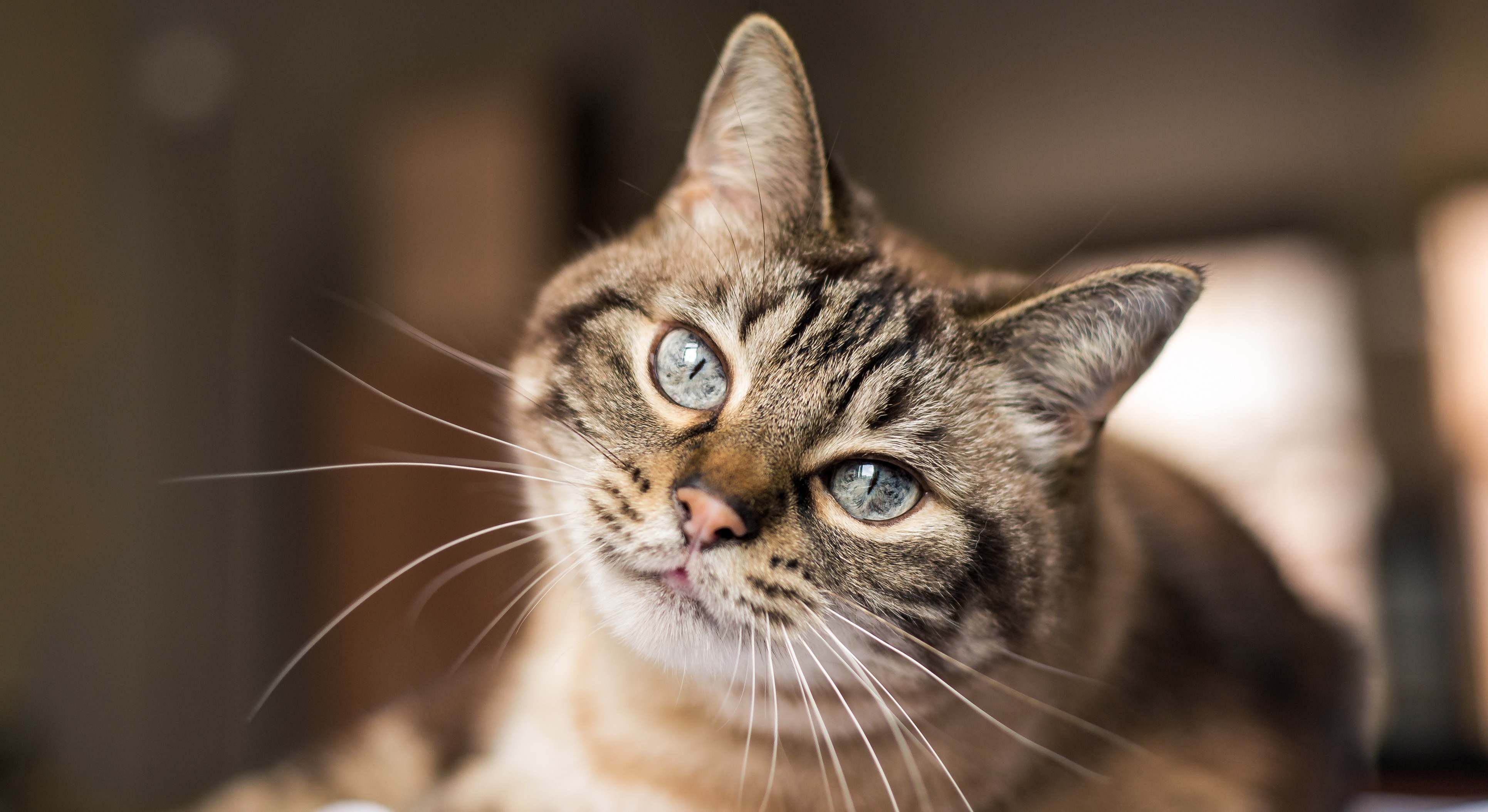 Un gato mira fijamente. / Foto: iStock