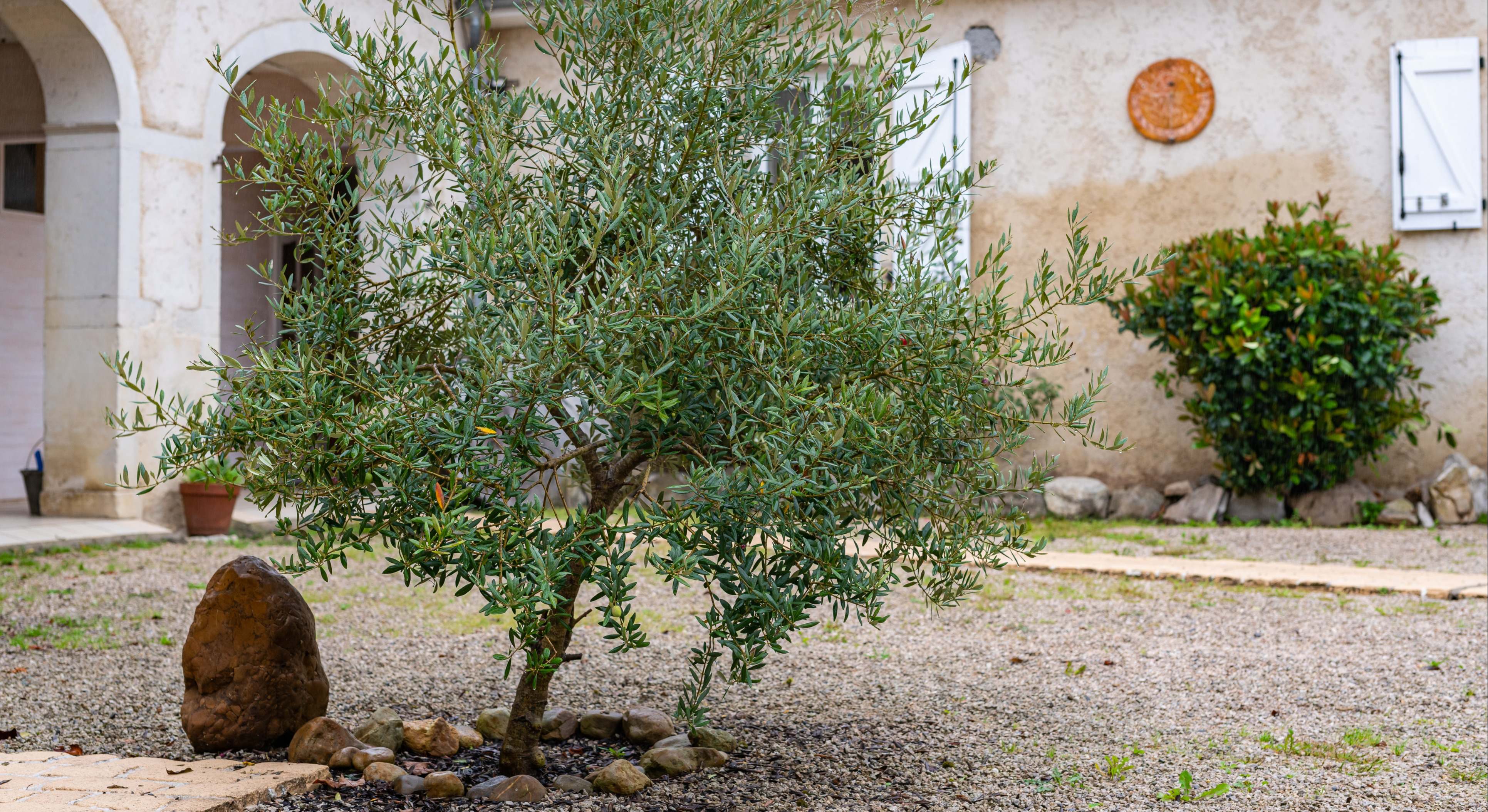 Ejemplar de olivo en el jardín de una casa. / Foto: iStock
