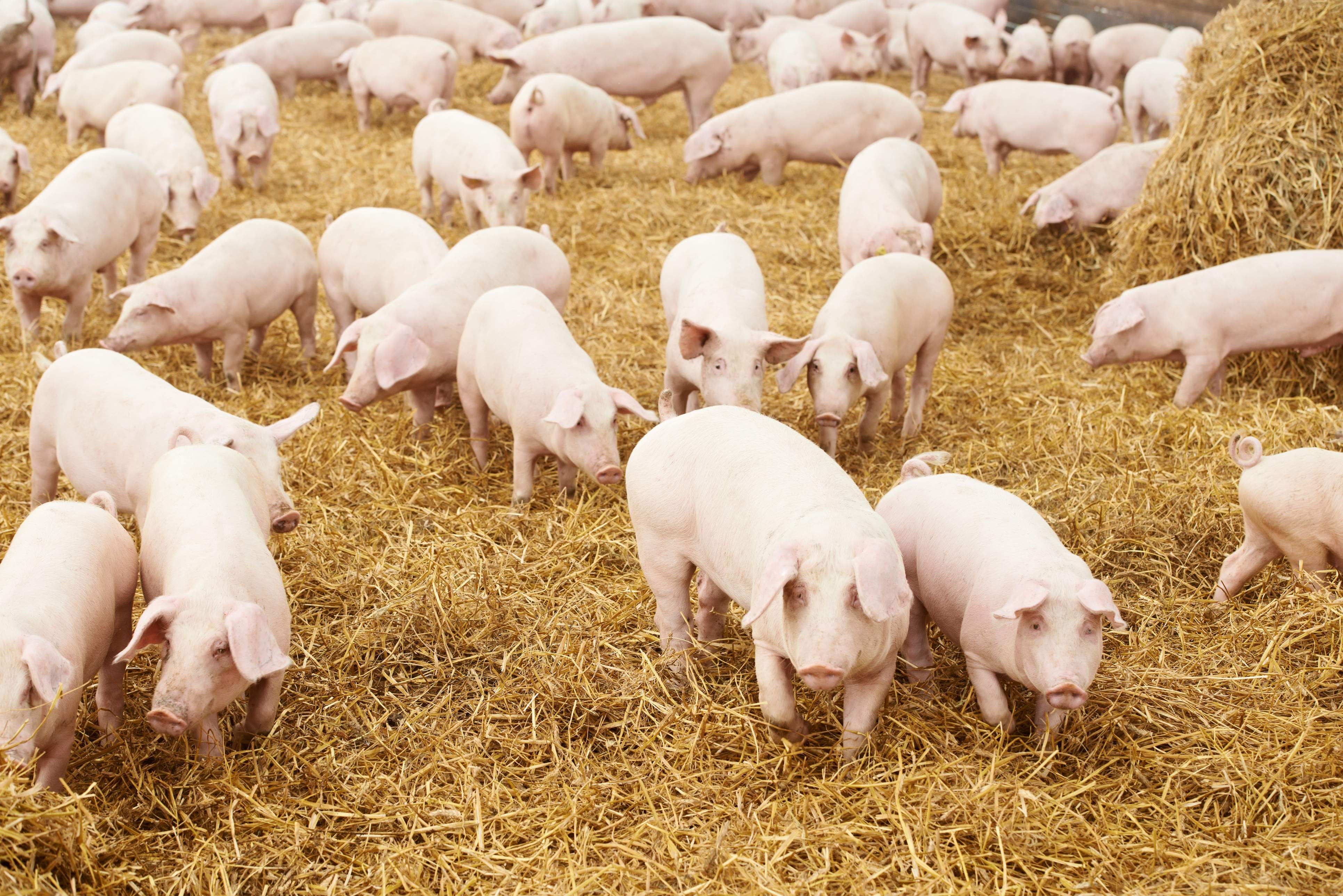 La cotizacin de la carne de cerdo se dispara