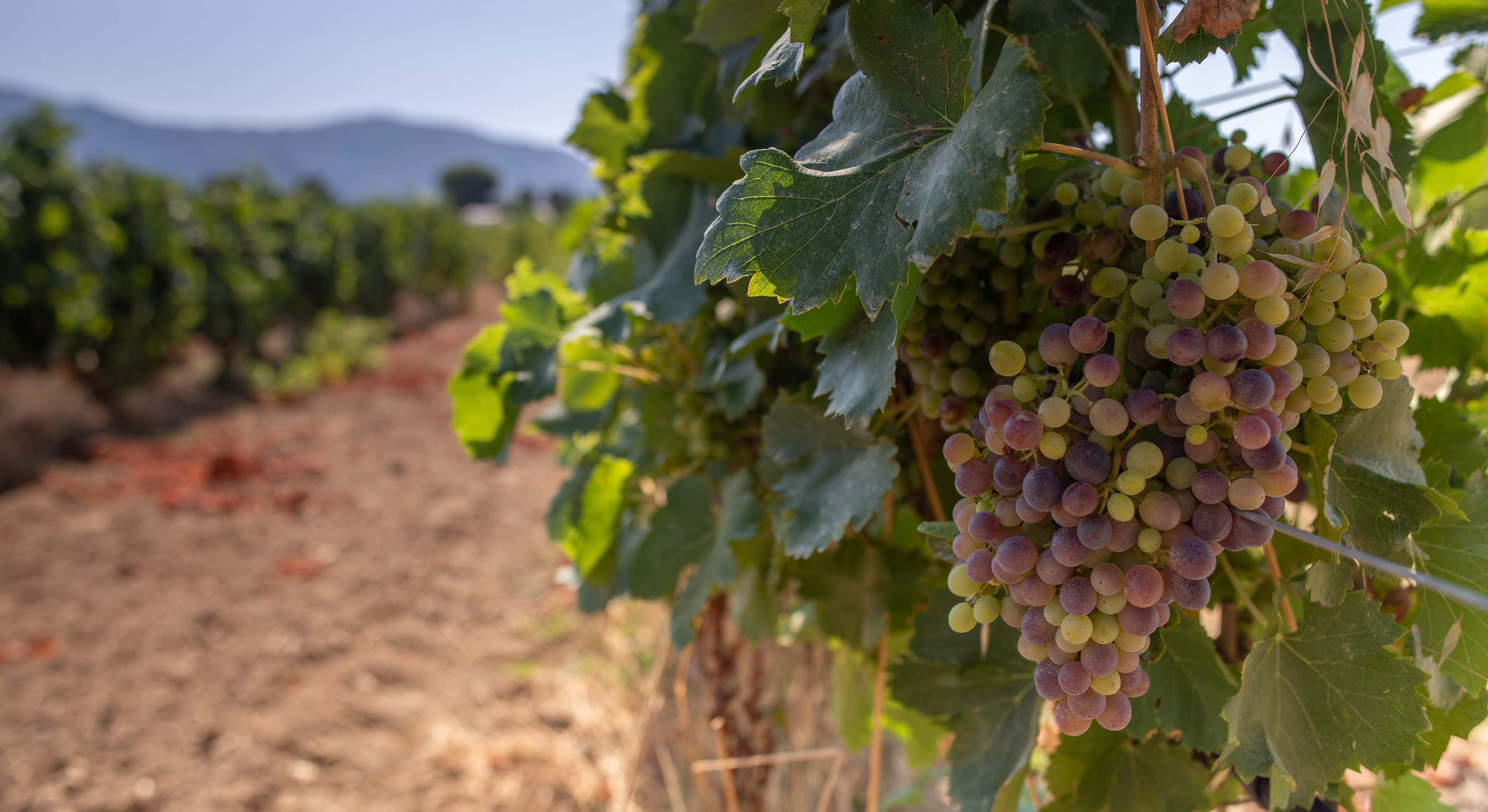 Uvas en un viñedo. / Foto: iStock