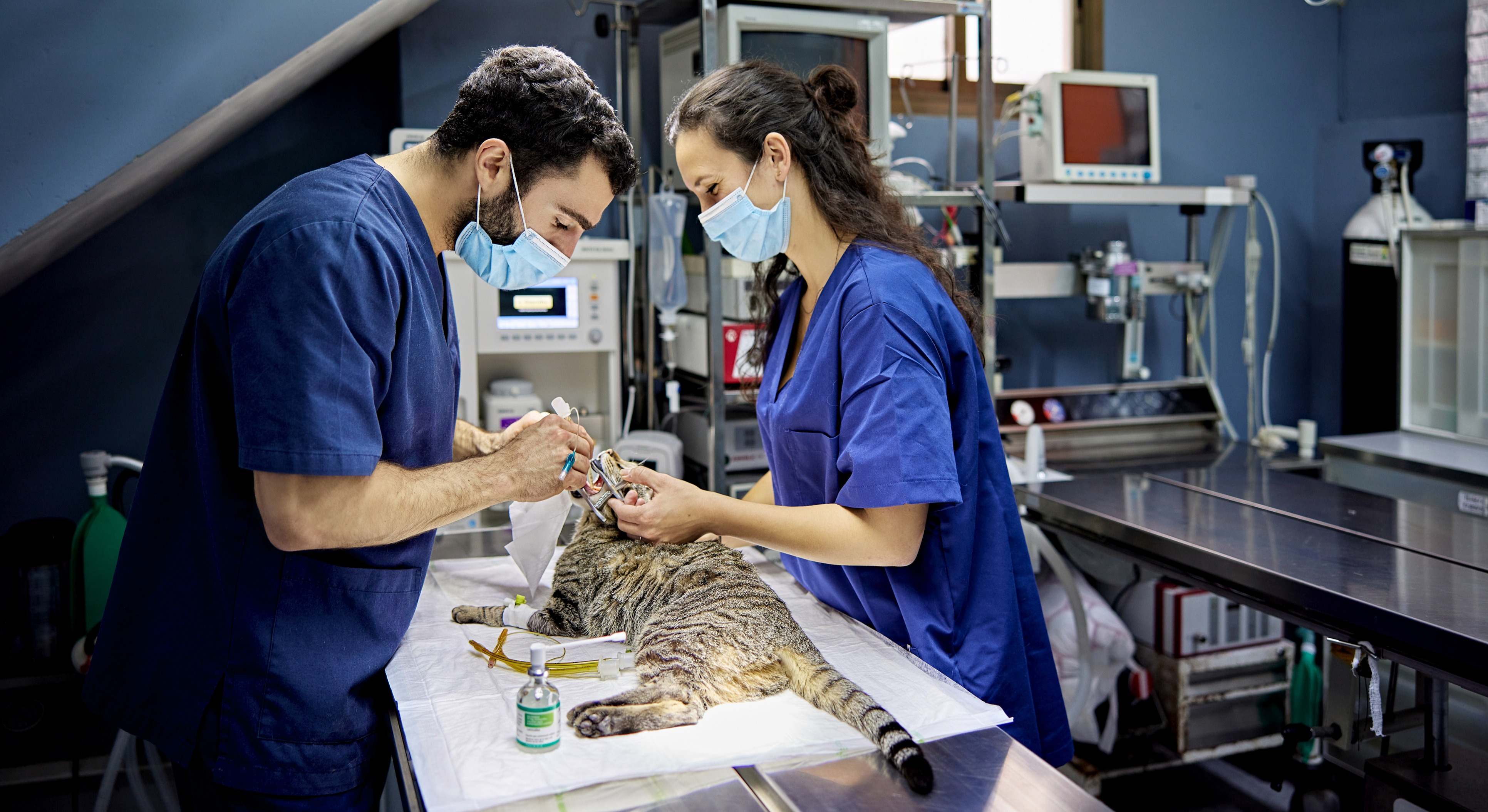 Dos veterinarios atienden a un gato. / Foto: iStock