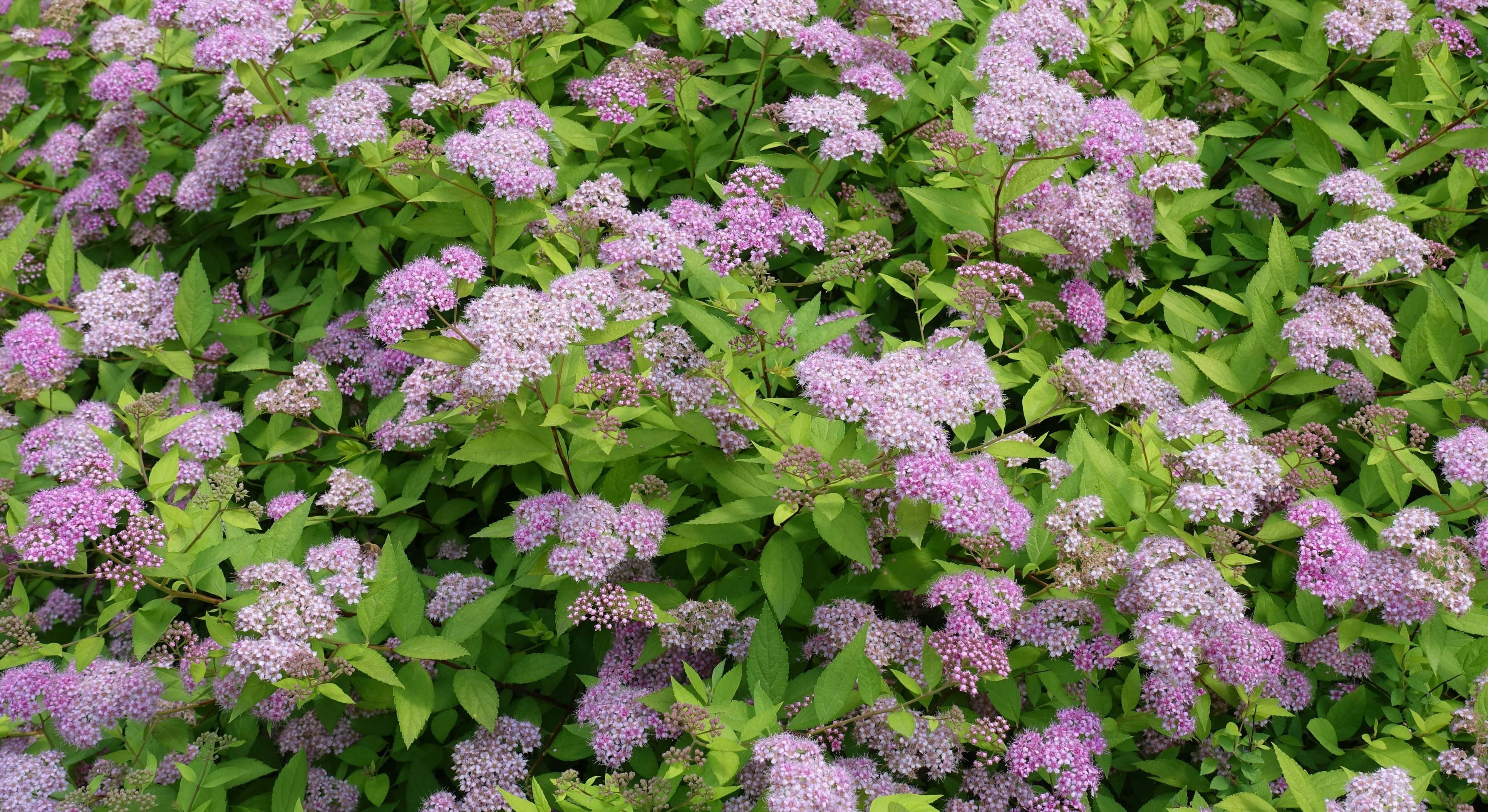 Spirea llena de flores en primavera. / Foto: iStock
