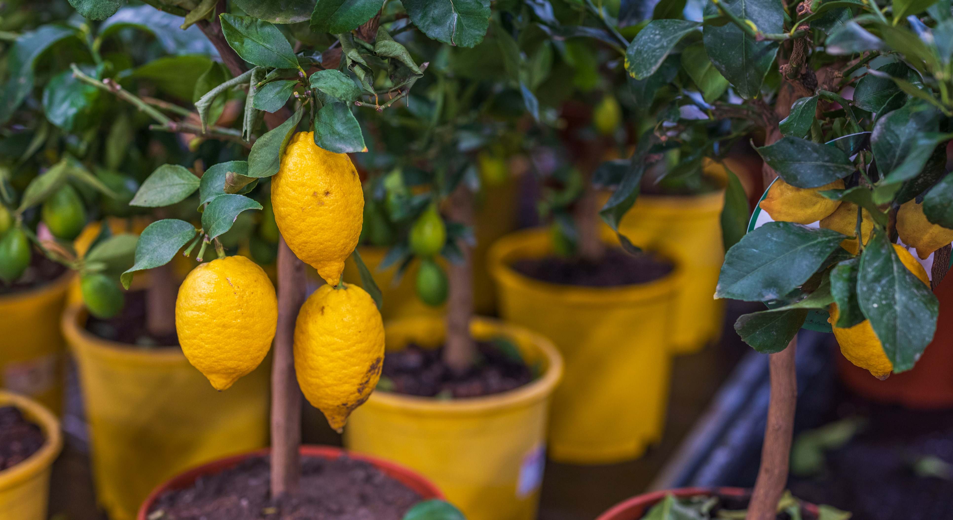 Un limonero da sus frutos en el jardín de una casa. / Foto: iStock