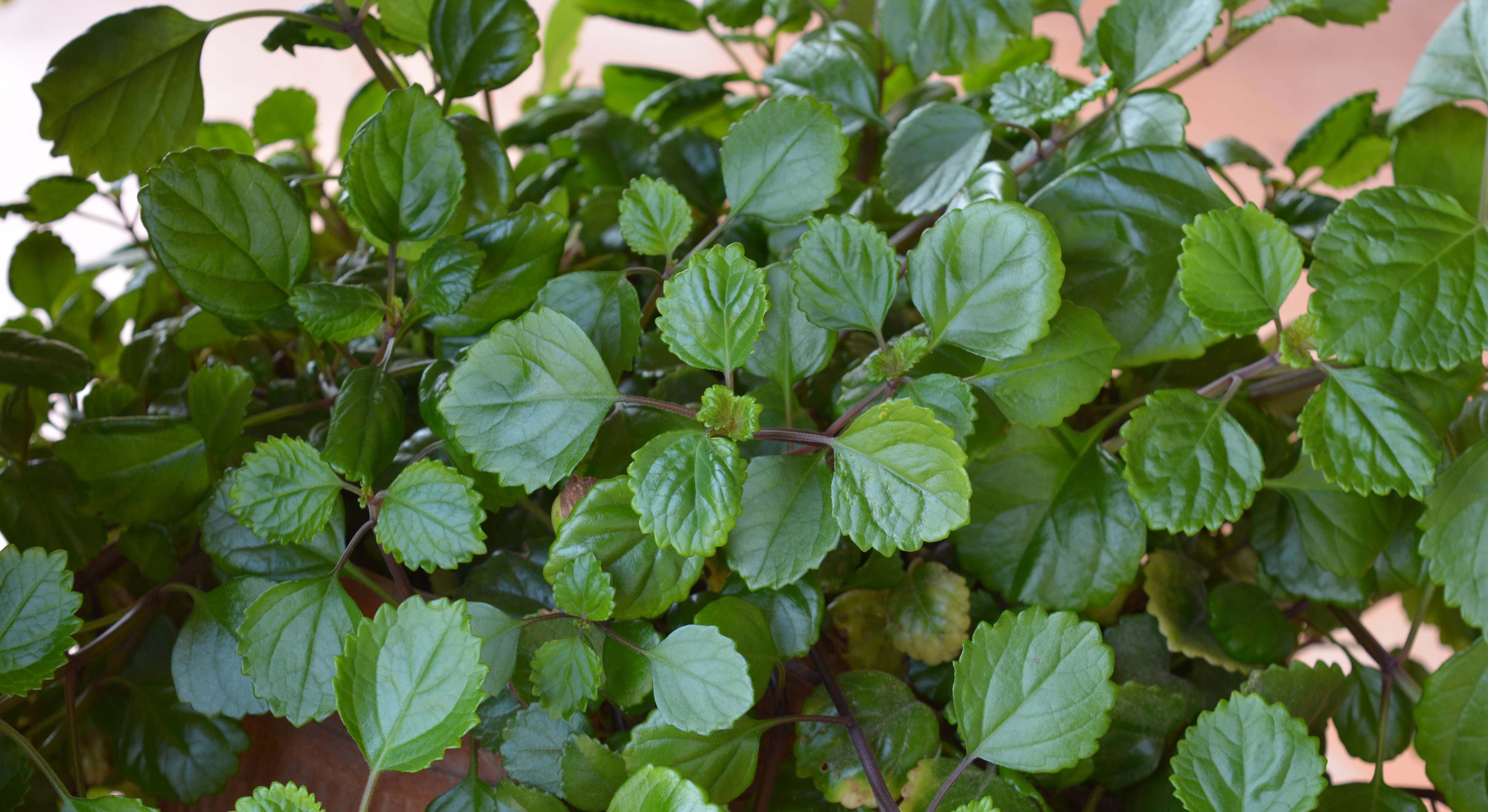 Planta del dinero. / Foto: iStock