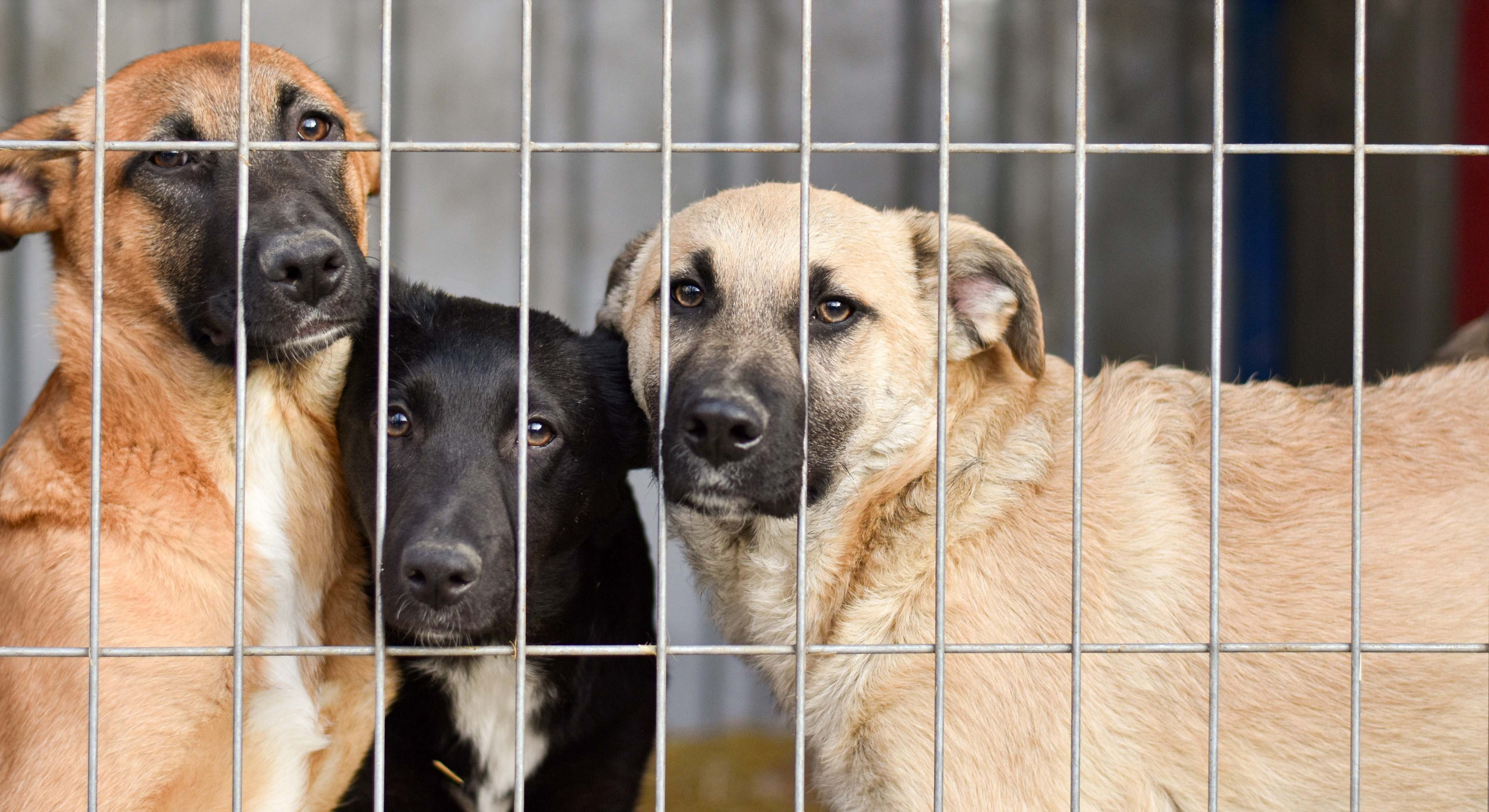 Perros en la protectora de animales. / Foto: iStock