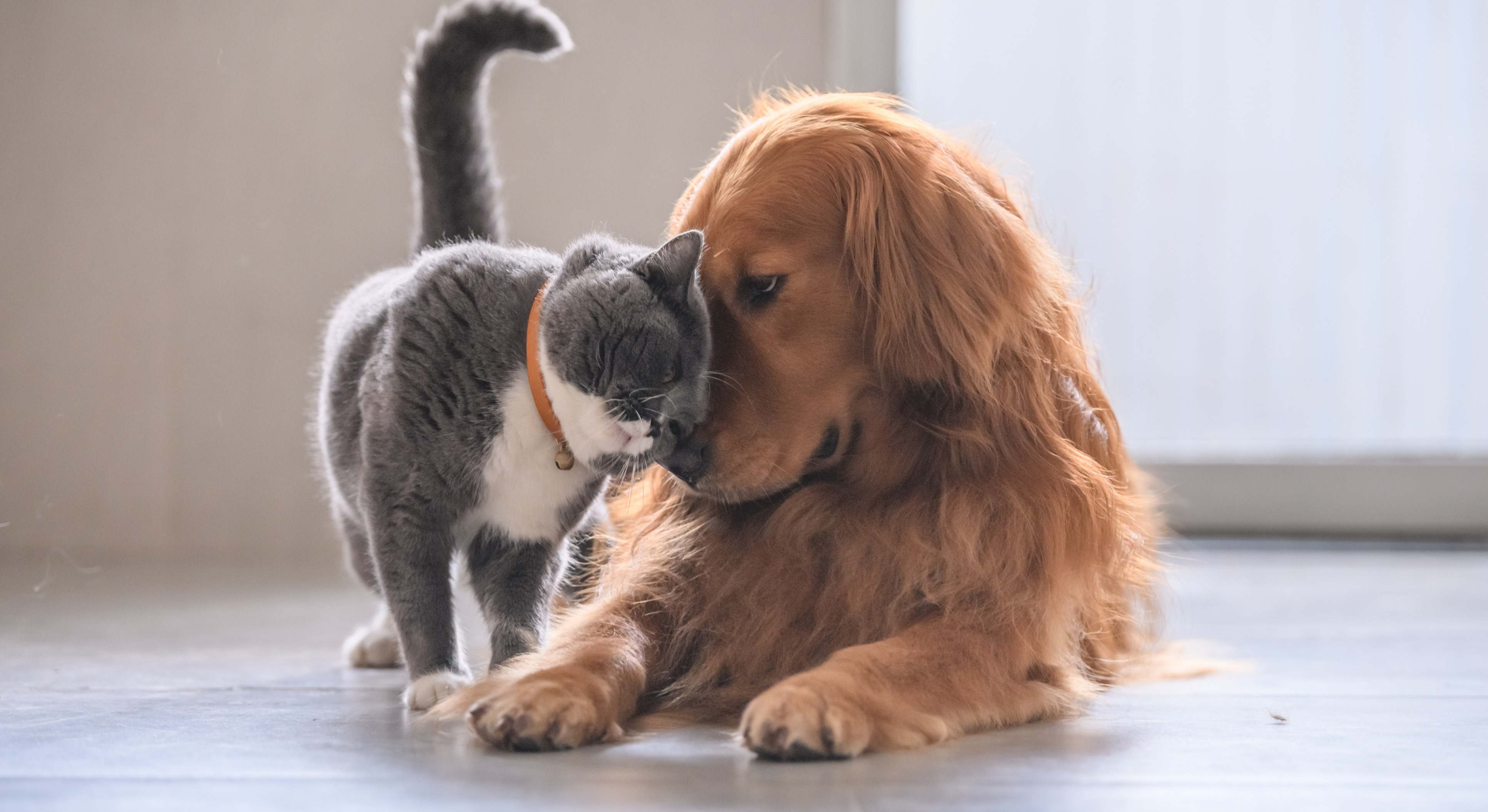 Un gato frota la cabeza contra la de un perro. / Foto: iStock