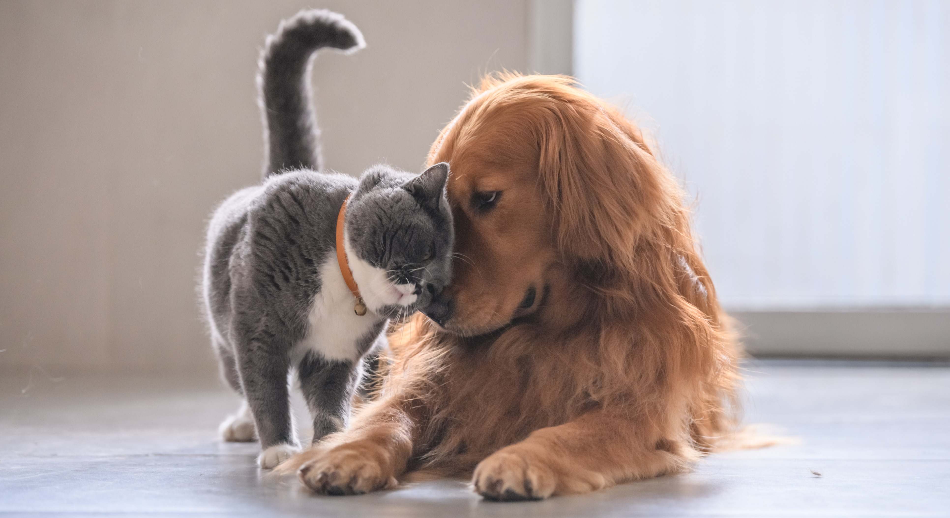 Relación y comunicación entre un perro y un gato. / Foto: iStock