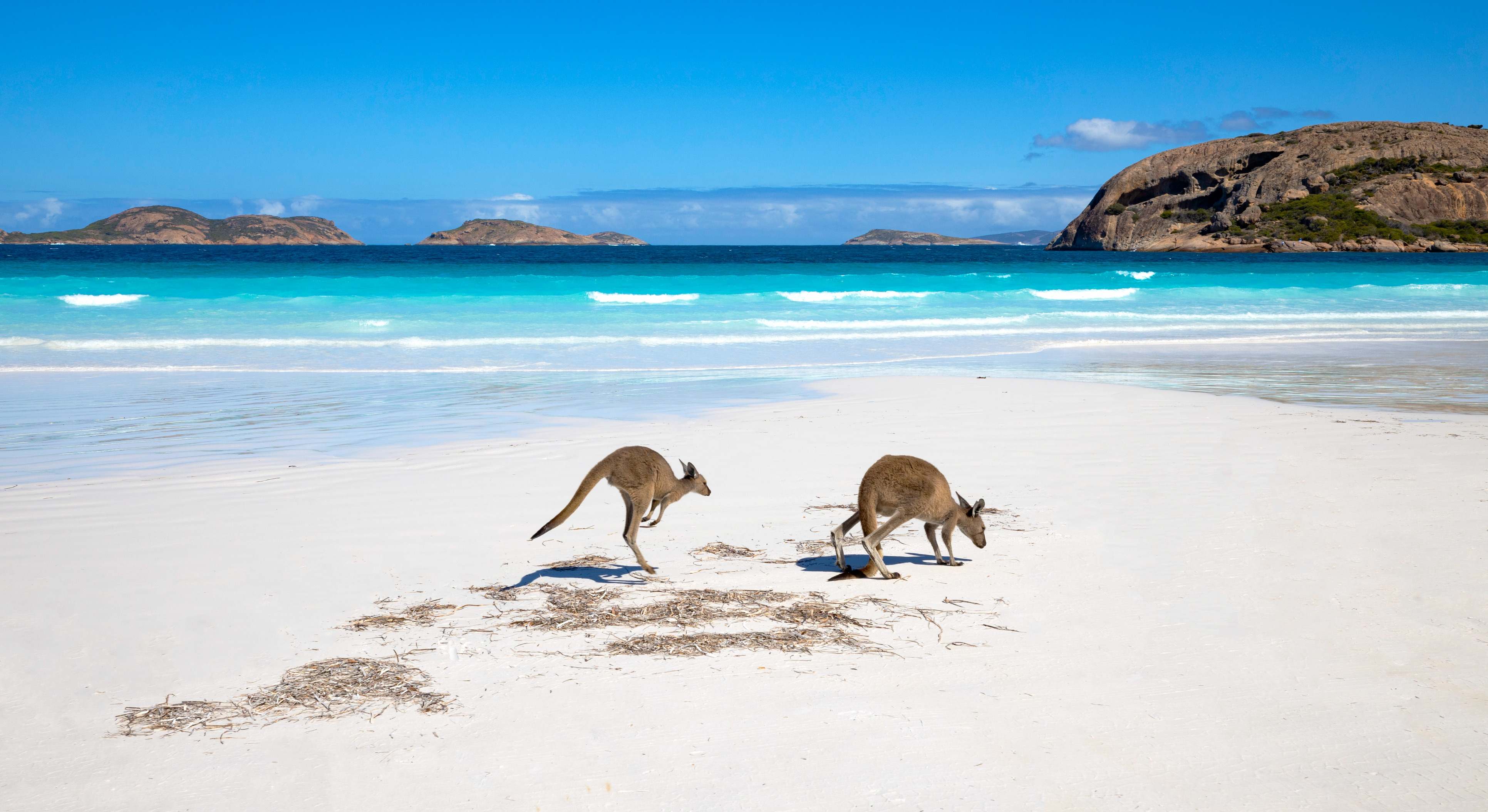 Playa australiana con dos canguros. / Foto: iStock