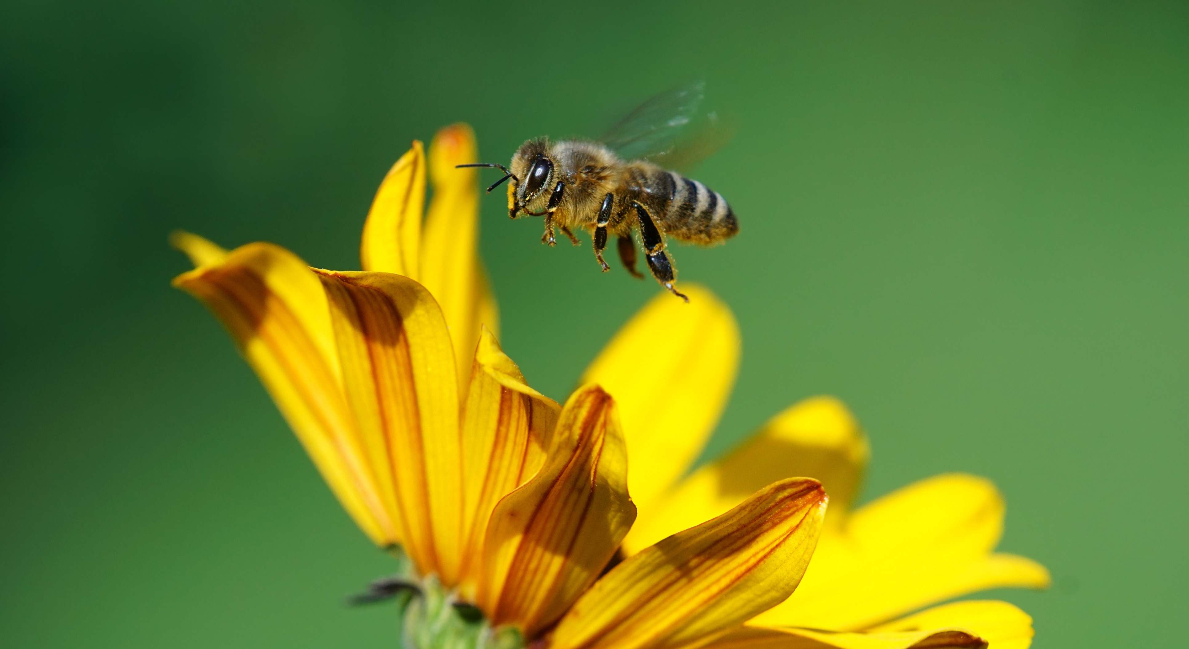 Abeja volando