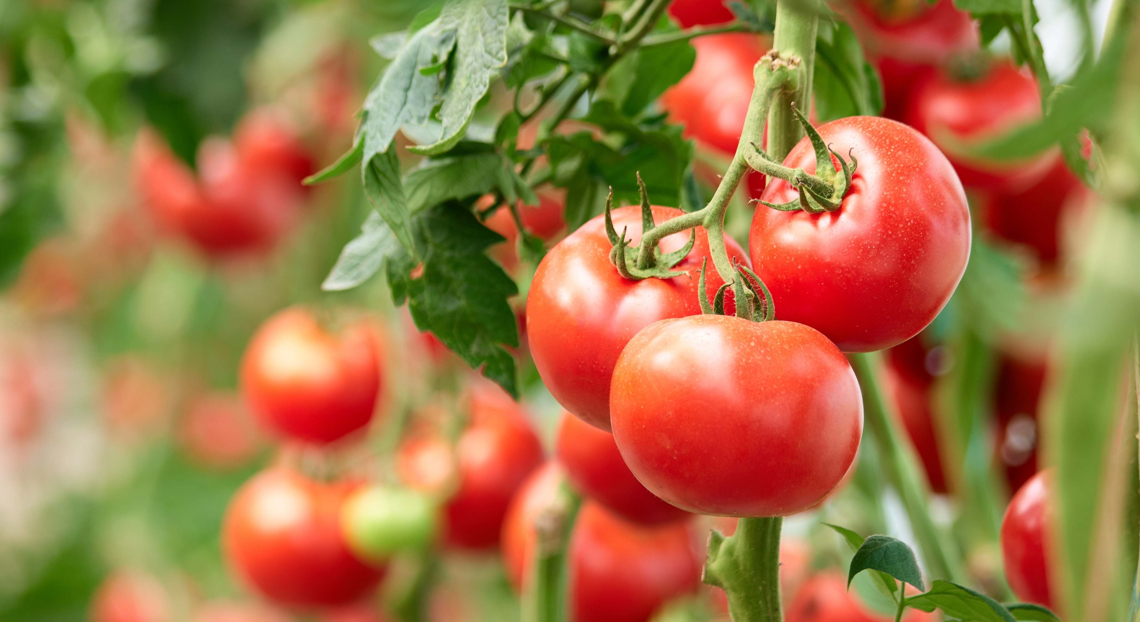 Una tomatera con grandes tomates. / Foto: iStock