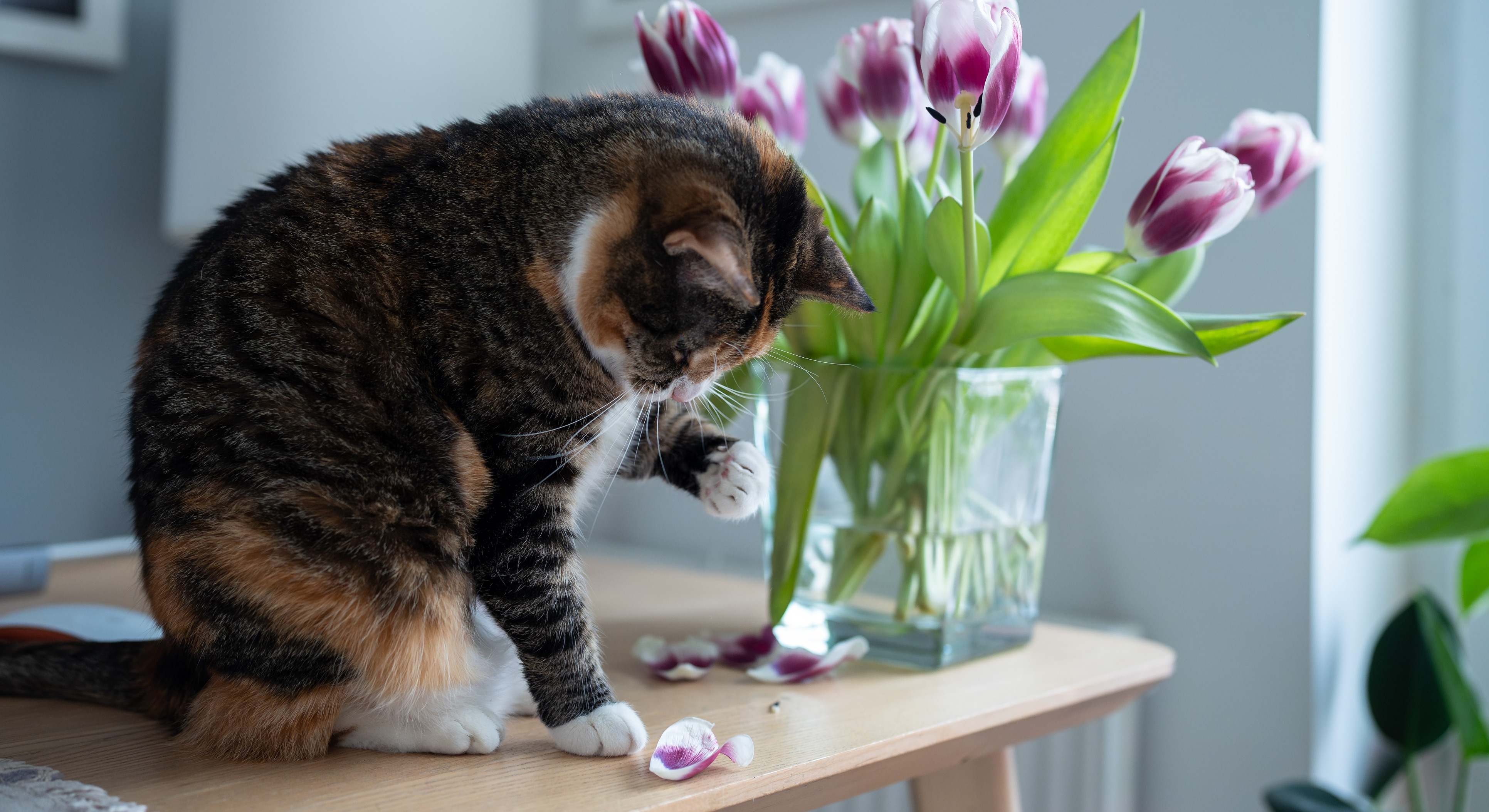 Un gato se sube a la mesa y rompe un ramo de flores. / Foto: iStock
