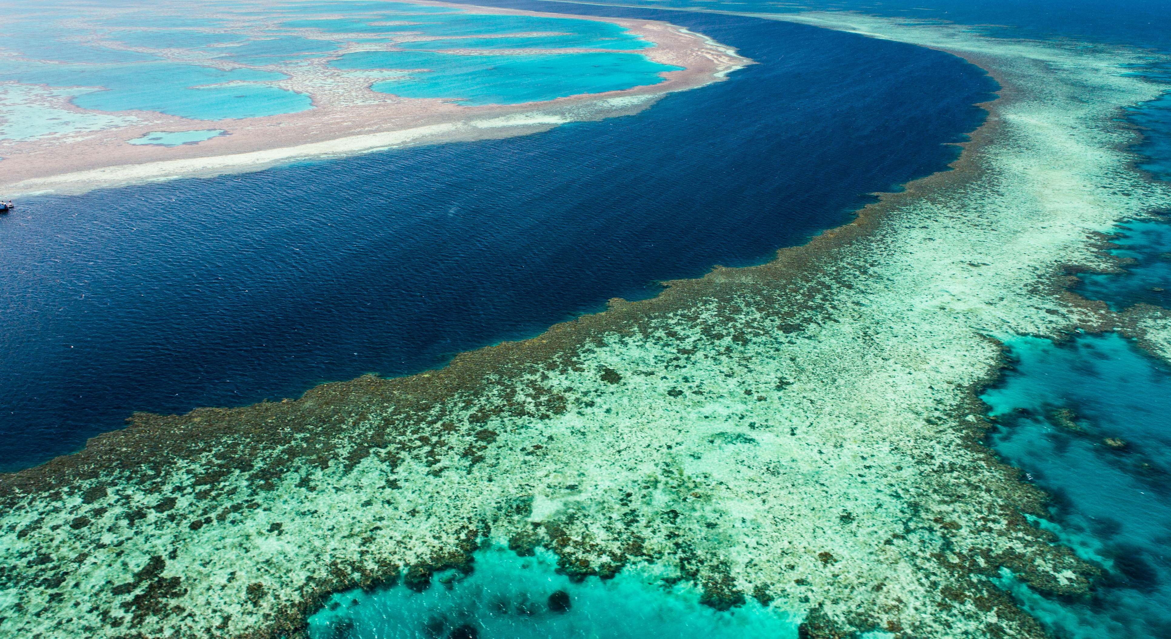 Gran barrera de coral. / Foto: iStock