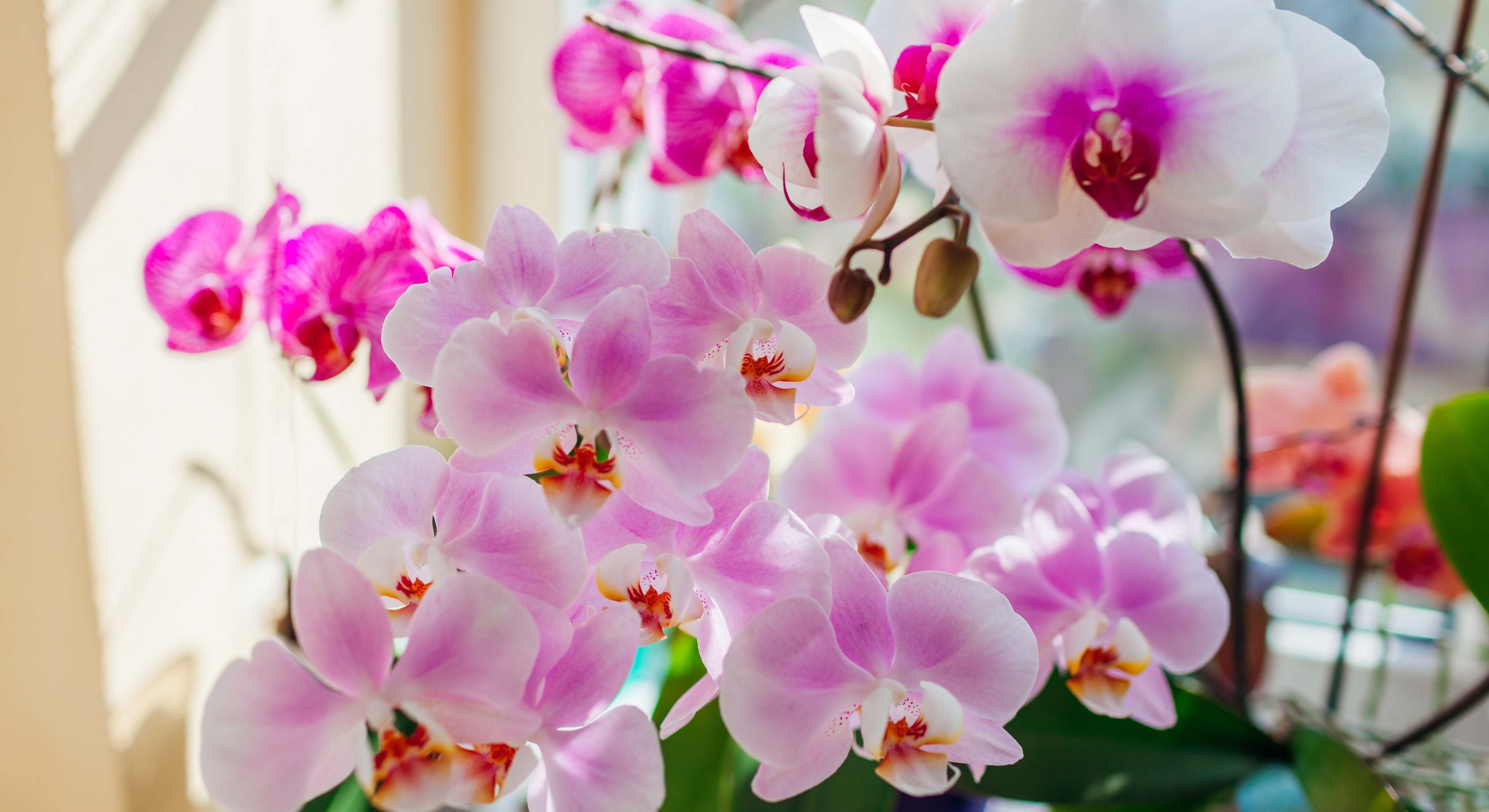 Flor de orquídea en el interior de casa. / Foto: iStock