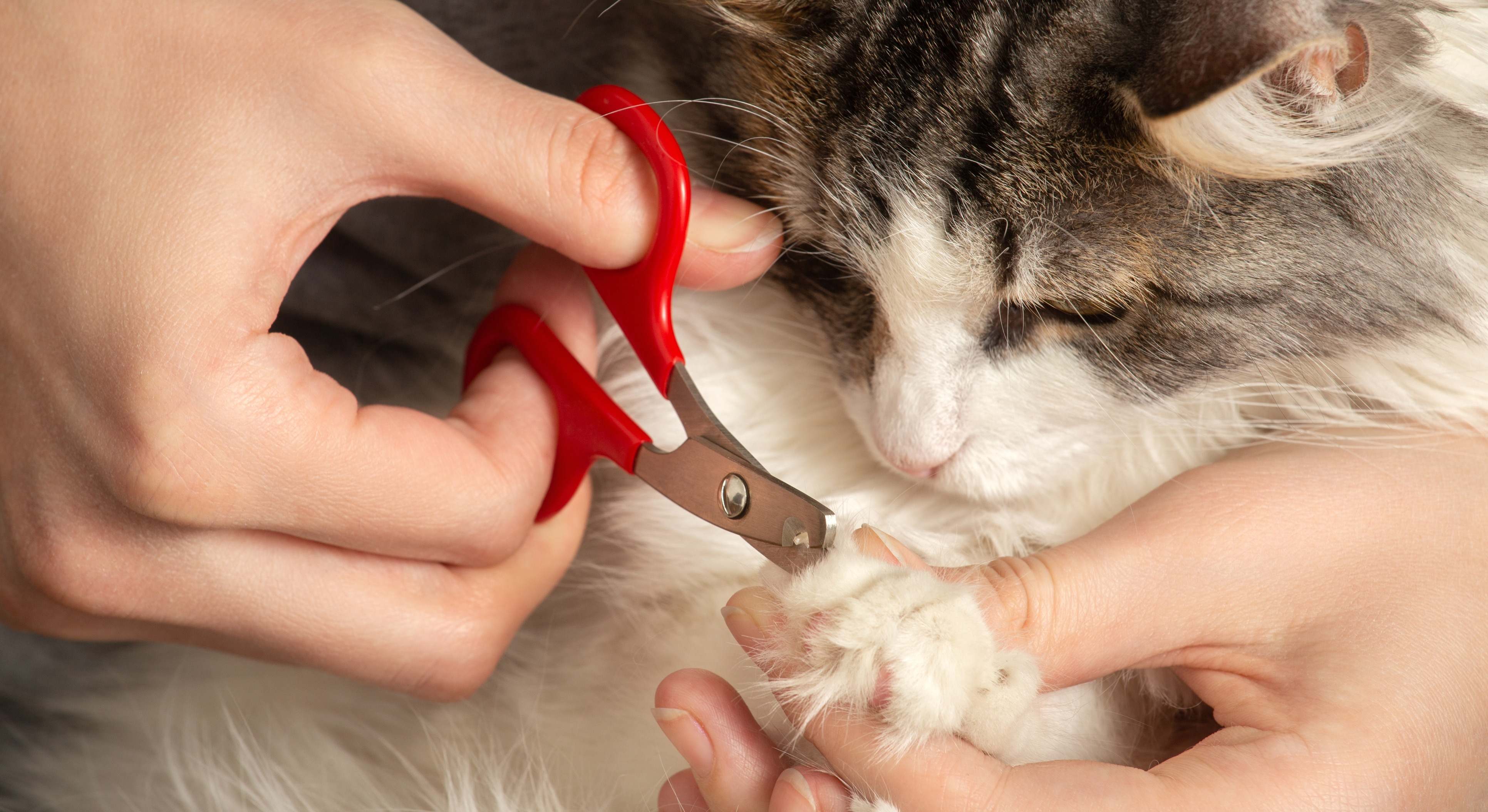 Un humano le corta las uñas a su gato. / Foto: iStock