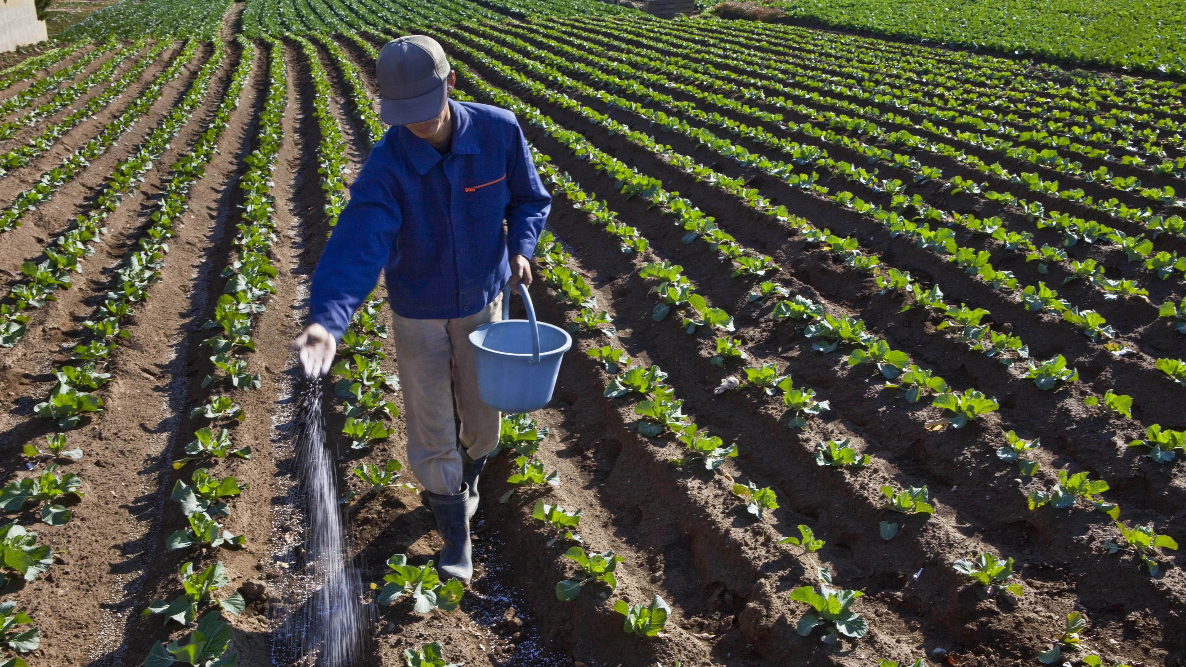 Un agricultor abonando el campo