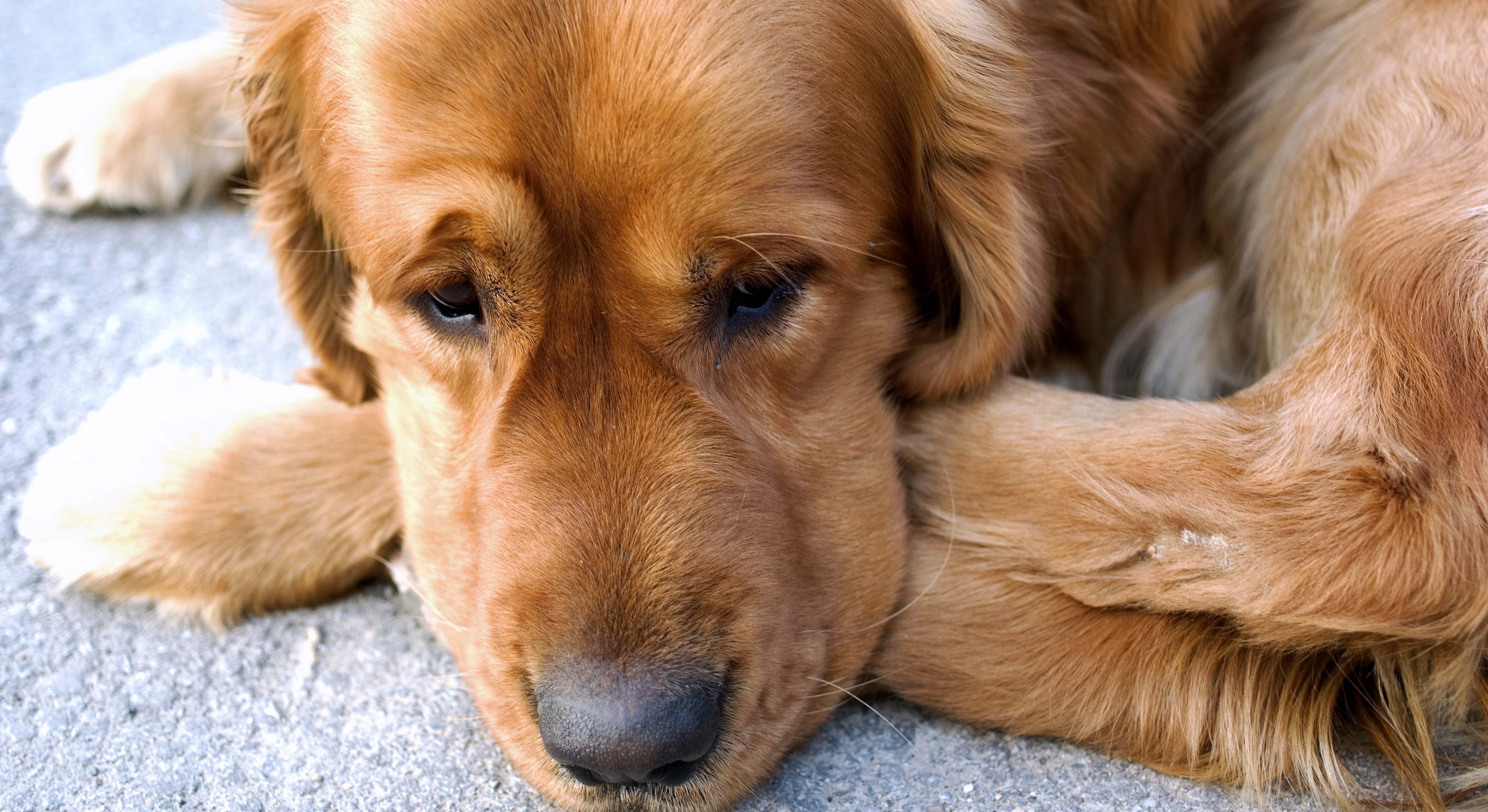 Perro con mirada triste. / Foto: Dreamstime