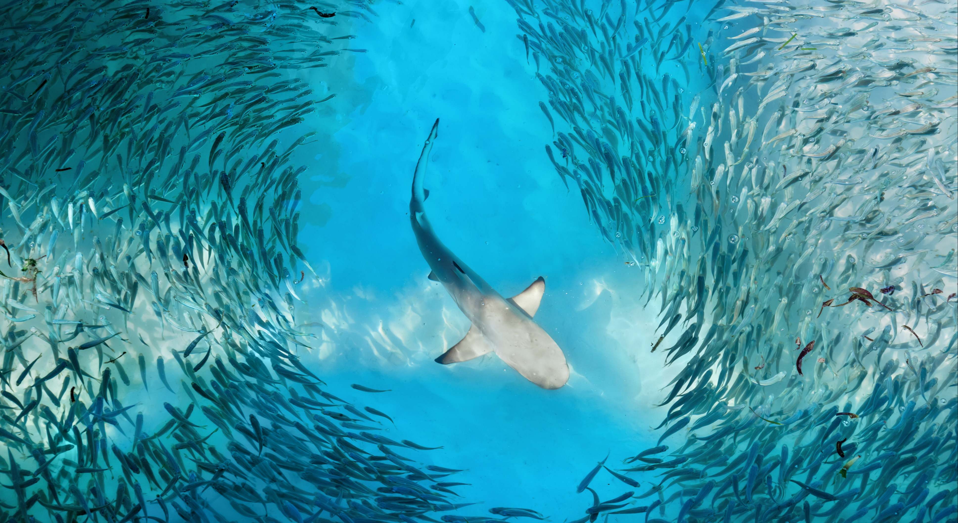 Un gran tiburón rodeado de peces más pequeños en el océano. / Foto: iStock