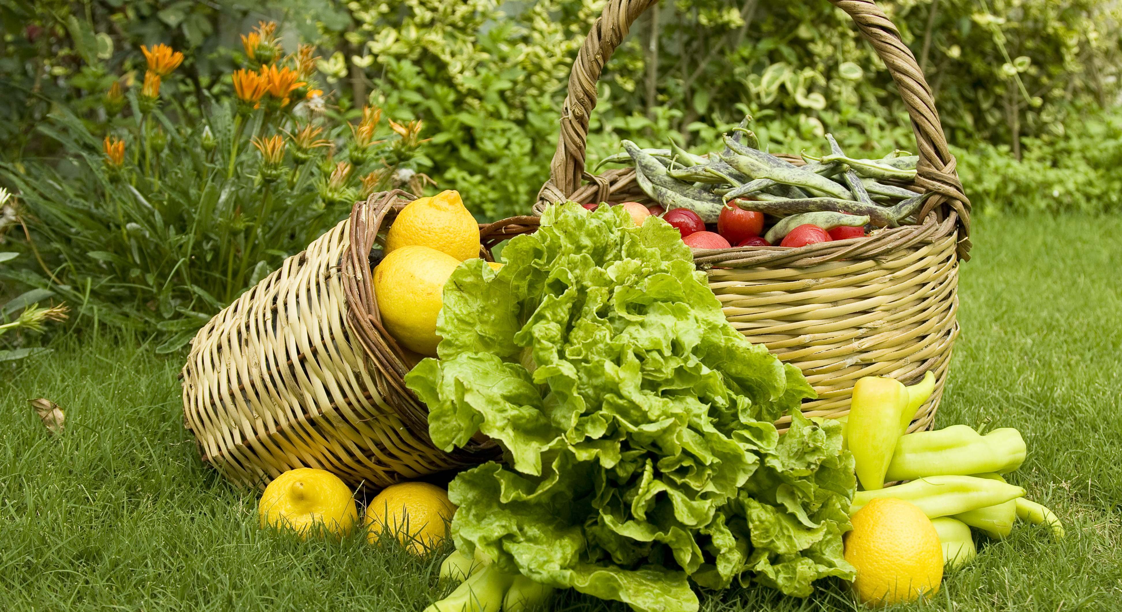 Cestos de fruta y verdura sobre el césped del jardín. / Foto: Foto: Dreamstime