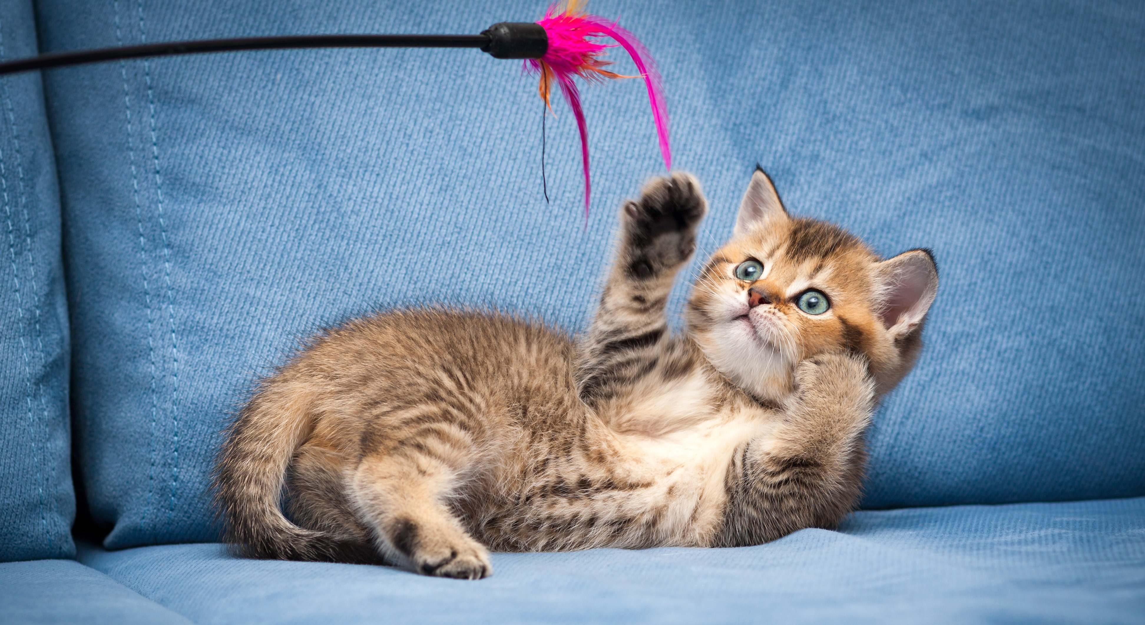 Un gato cachorro jugando con una caña. / Foto: iStock