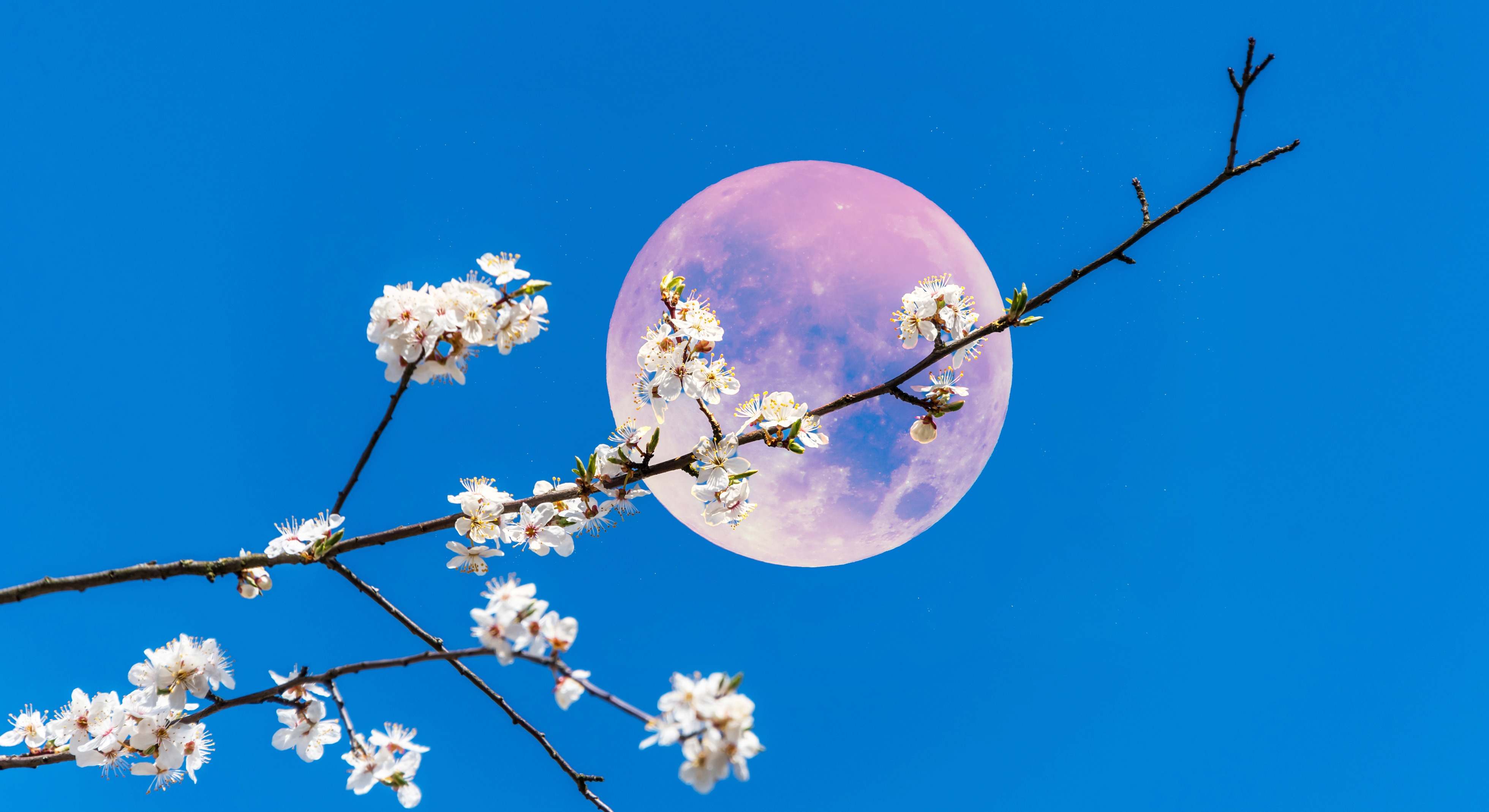 Luna llena rosa del mes de abril. / Foto: iStock