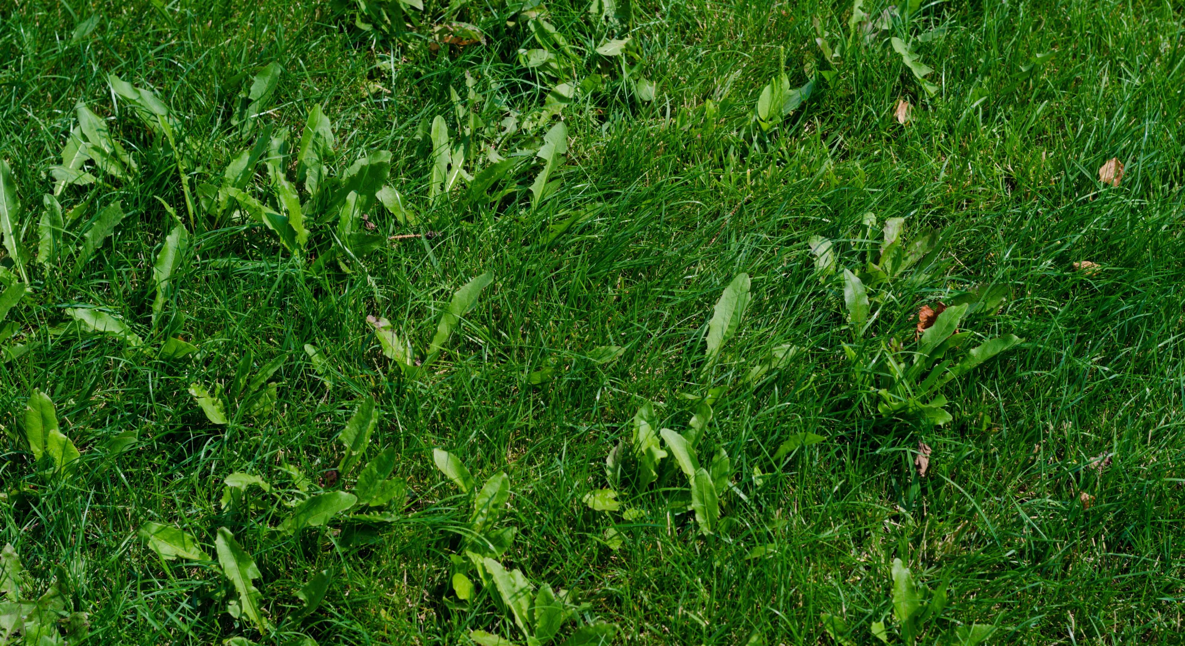 Césped con malas hierbas. / Foto: iStock