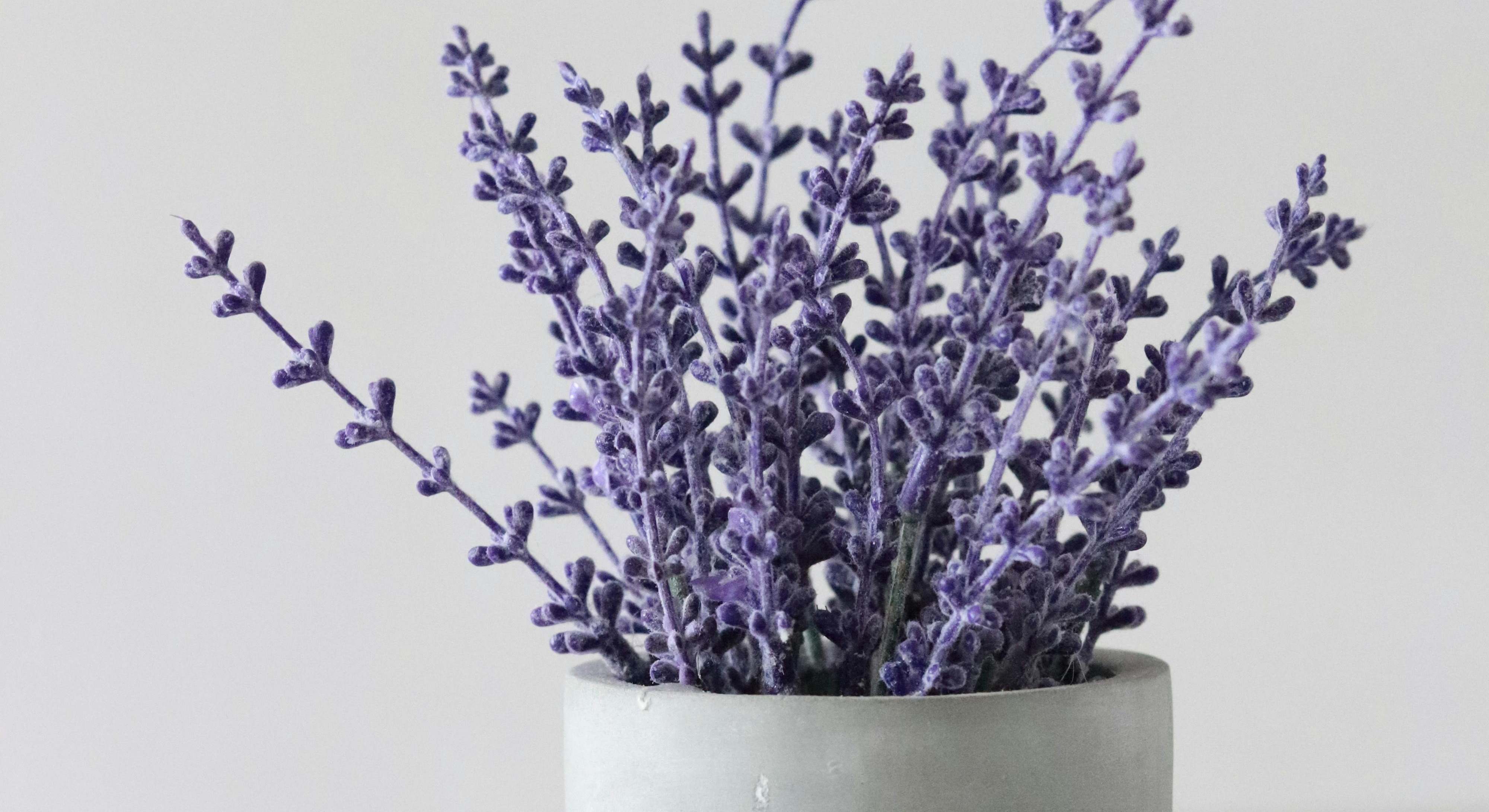 La lavanda es una planta aromática