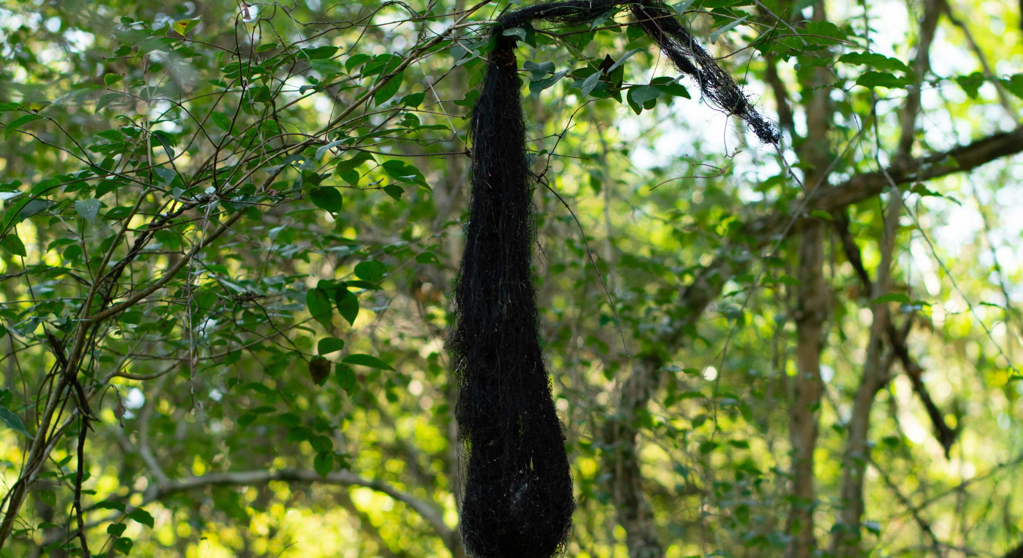 Bolsa negra colgando de un árbol