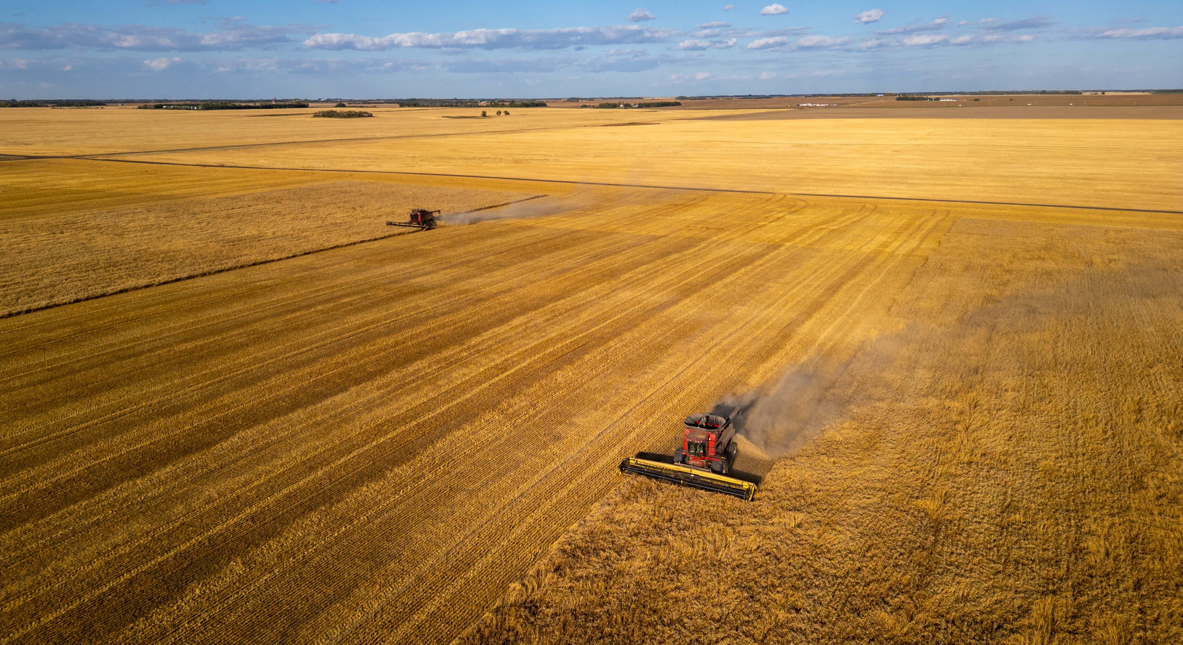 Campo de trigo en Saskatchewan, Canadá (Bloomberg)