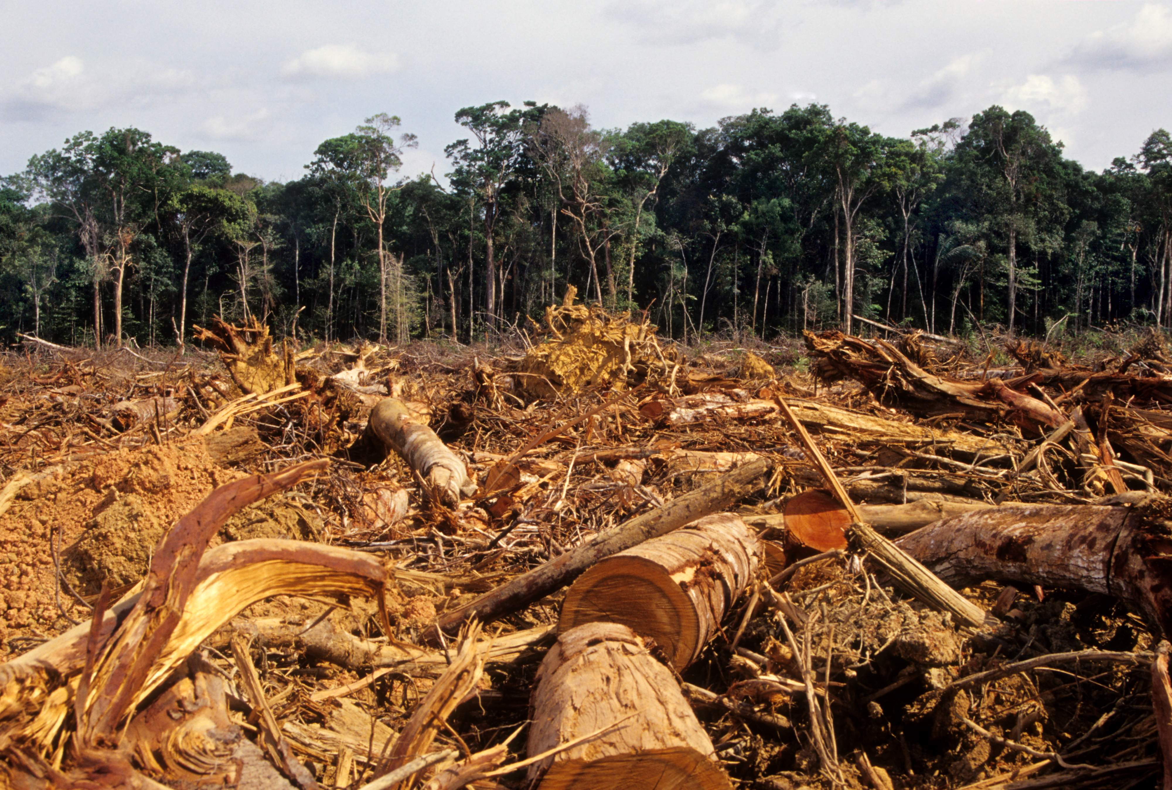 deforestacin