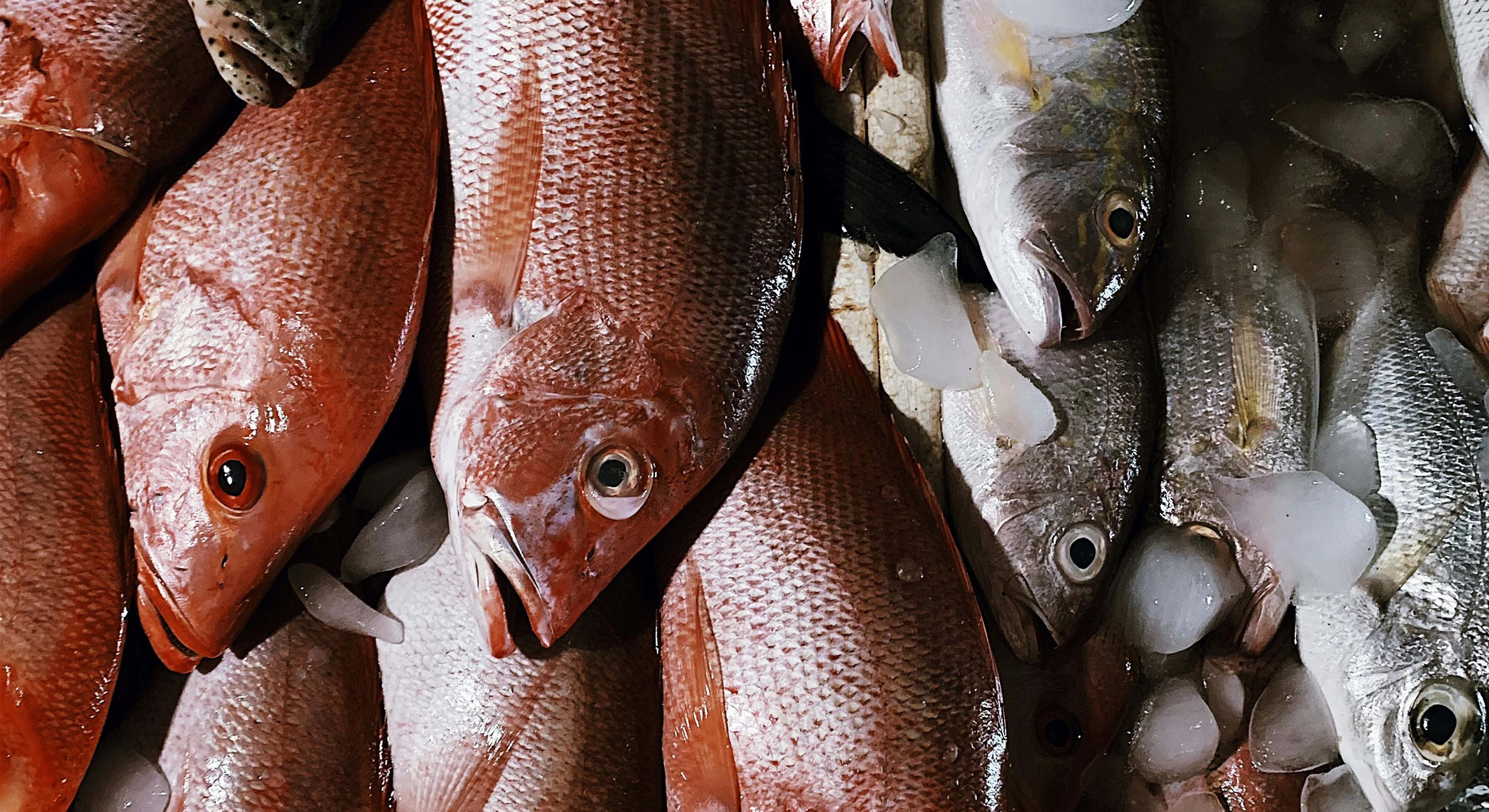 Varios tipos de pescados en una pescadería española