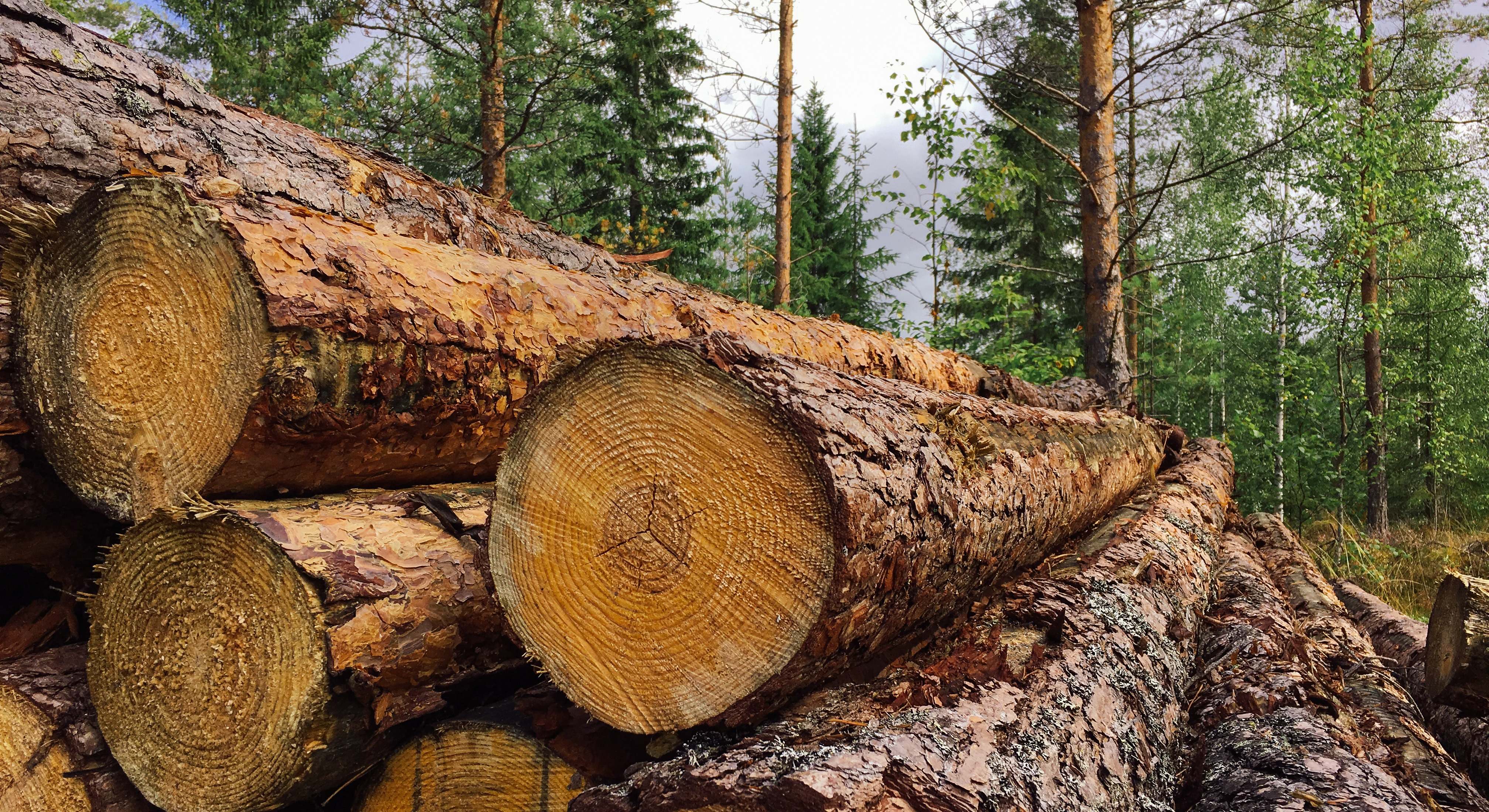Tala de árboles para extraer madera. / Foto: iStock