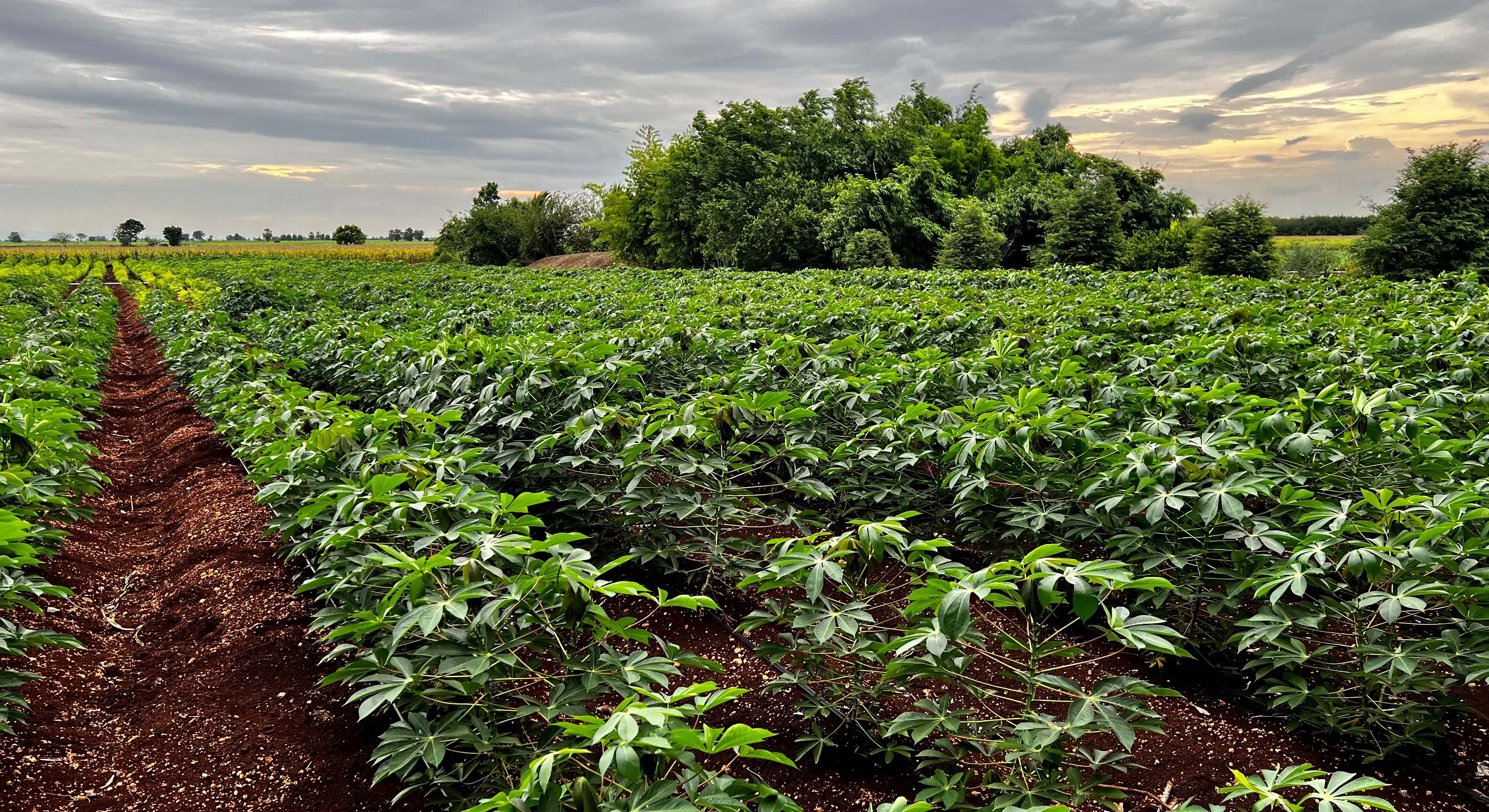 Campo de yuca