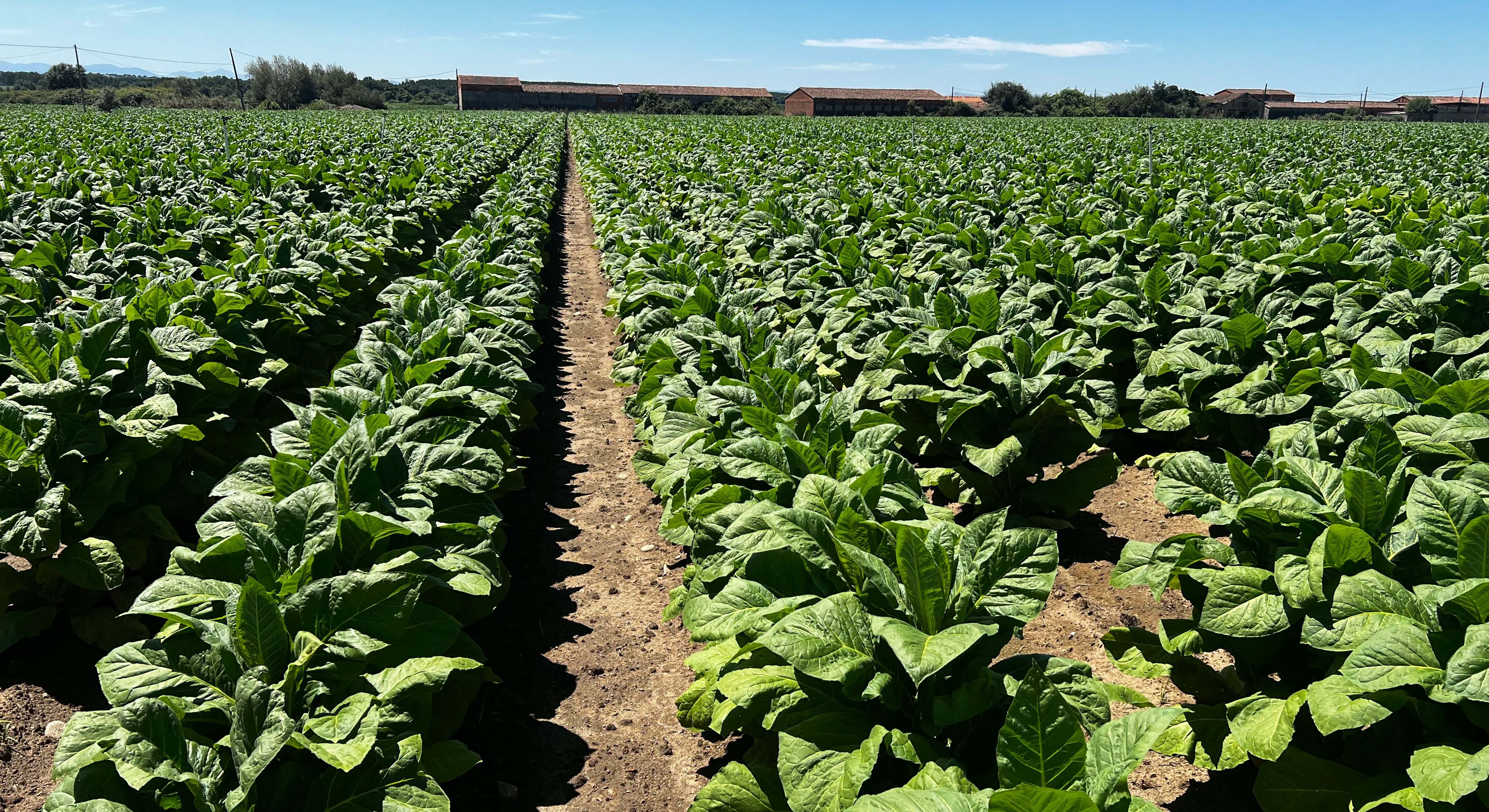 Plantación de tabaco en la zona de Talayuela, al norte de Cáceres.