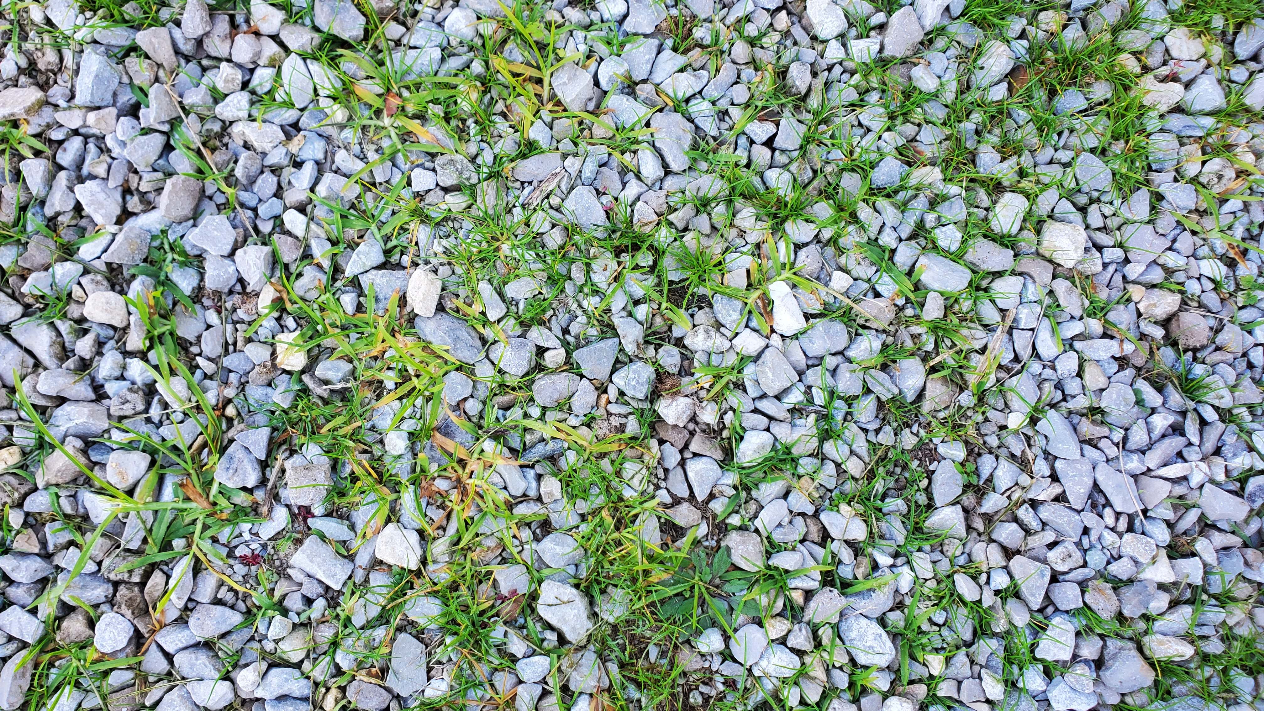 Malas hierbas entre la grava del jardín. / Foto: Dreamstime