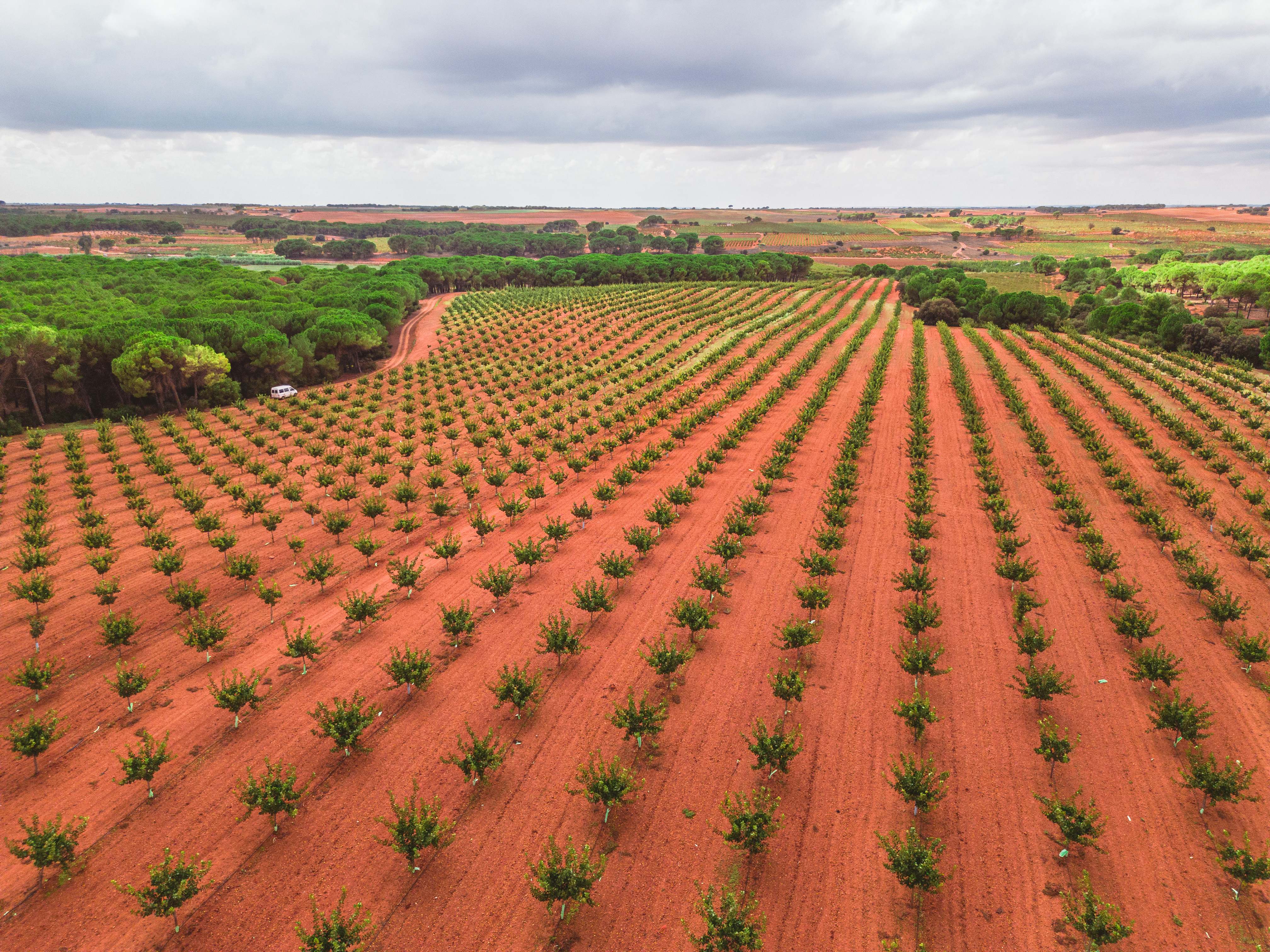 Plantación de pistachos de Agroptimum