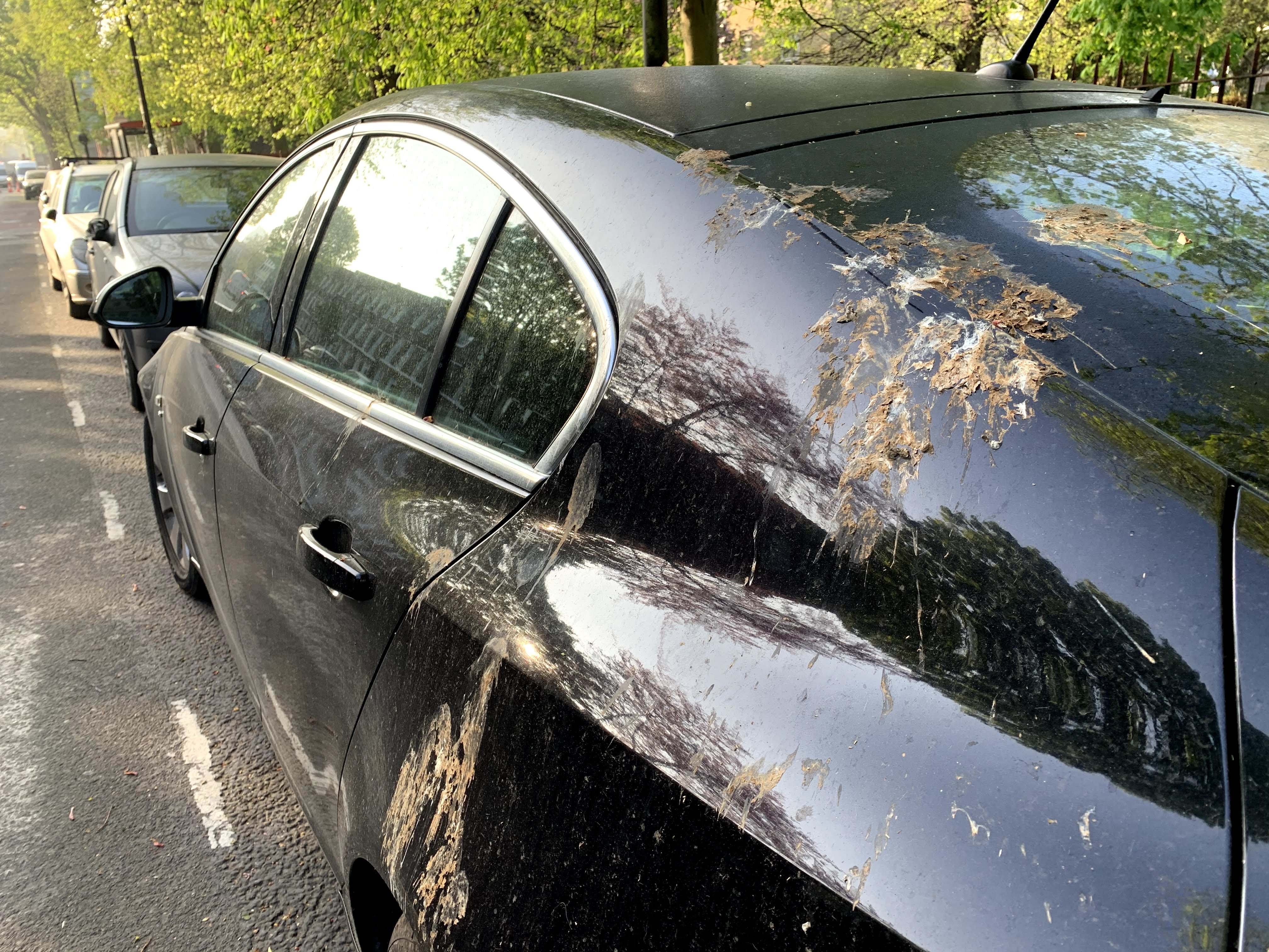 Excremento pájaro en coche