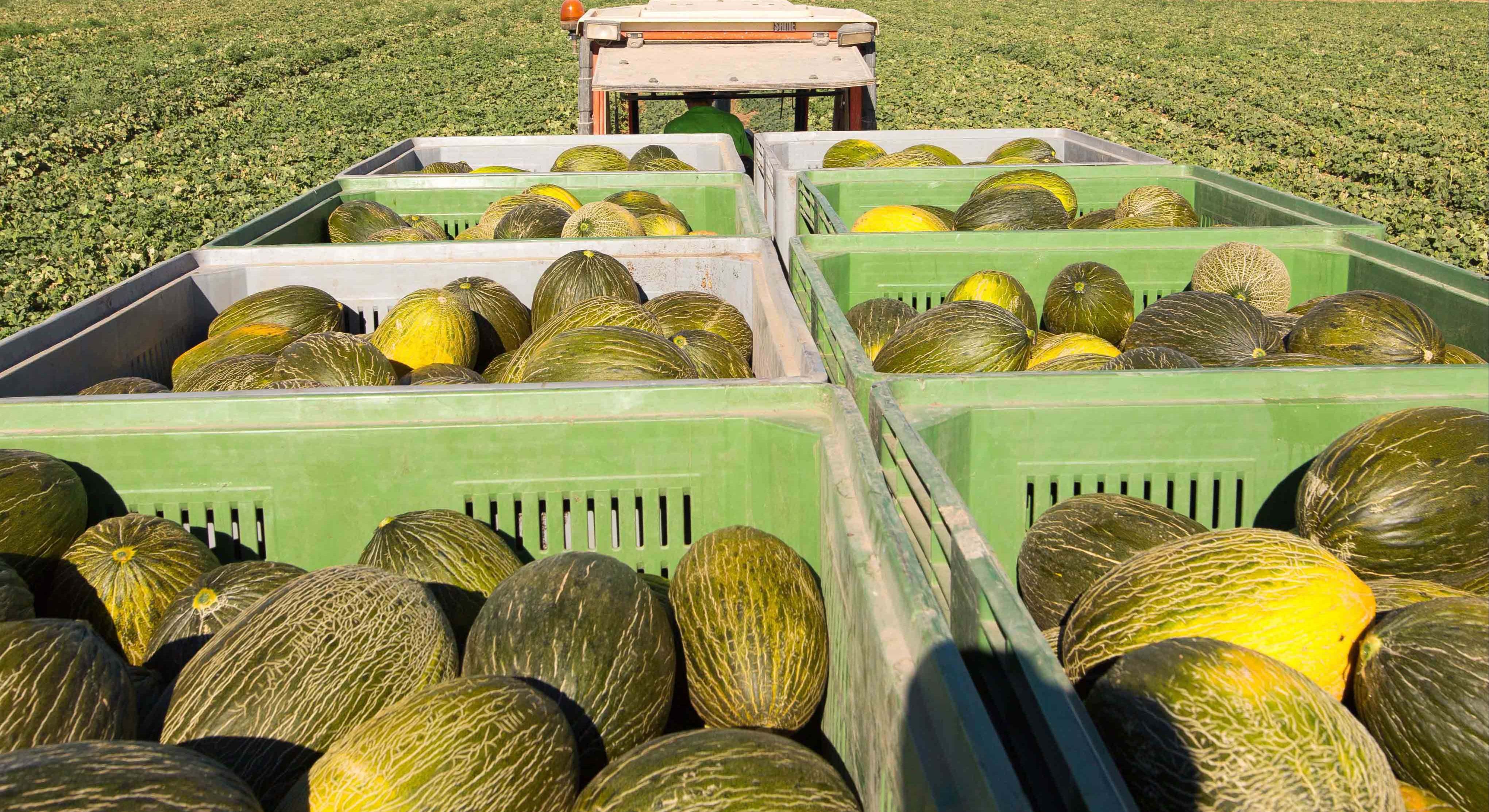 Un camión cargado de melones