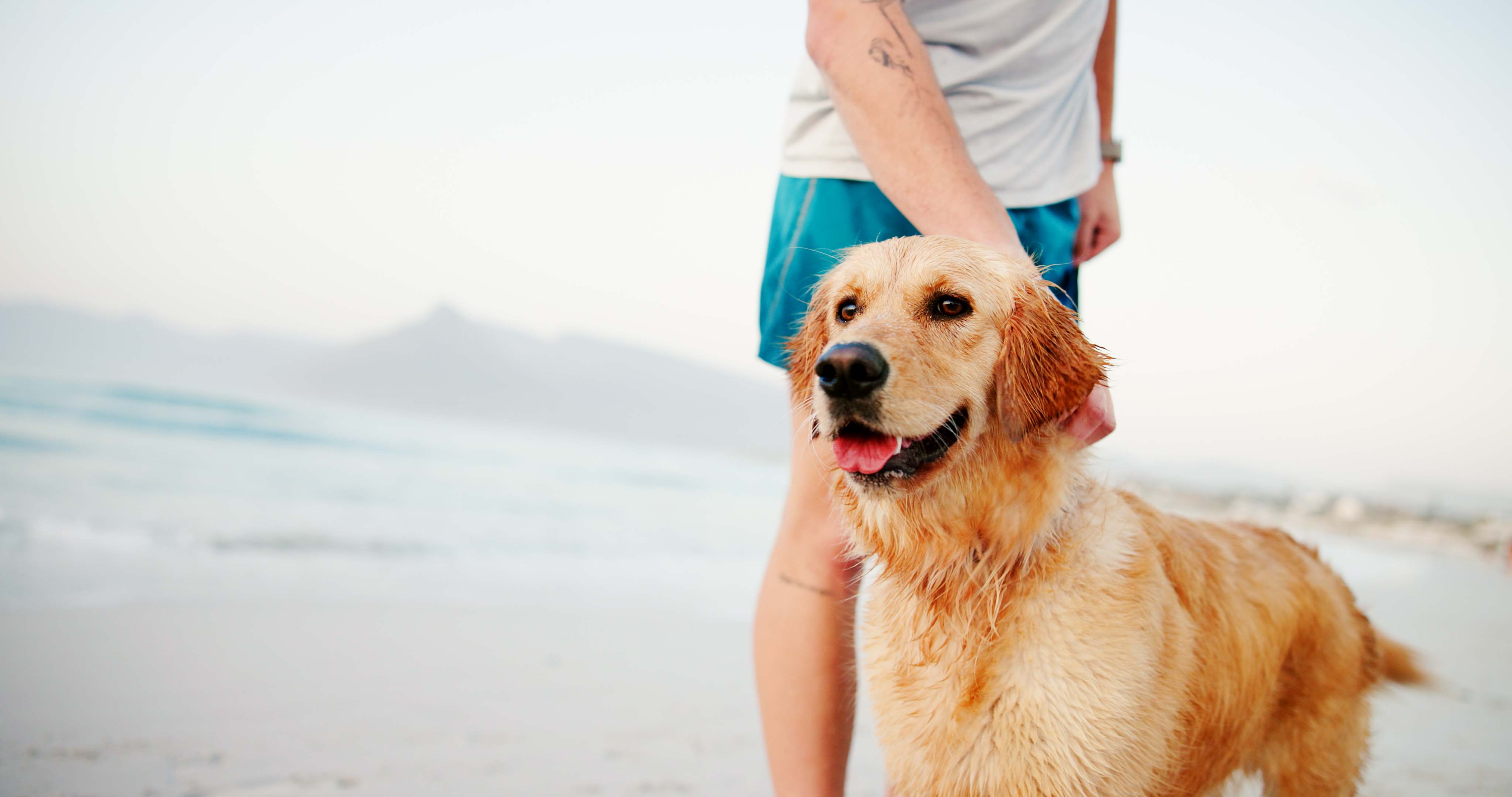 Perro en la playa