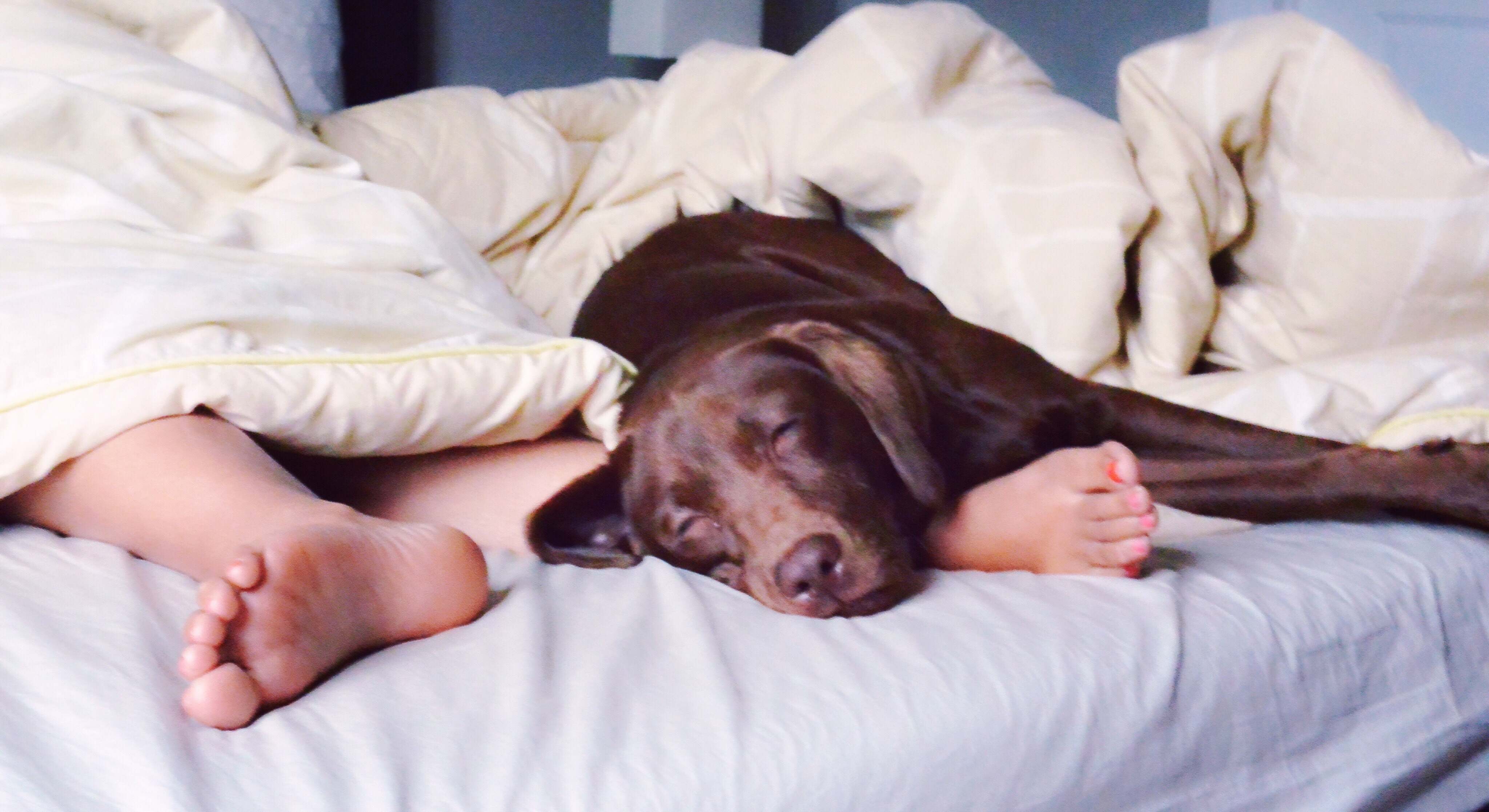 Un perro duerme en la cama con su dueño. / Foto: iStock