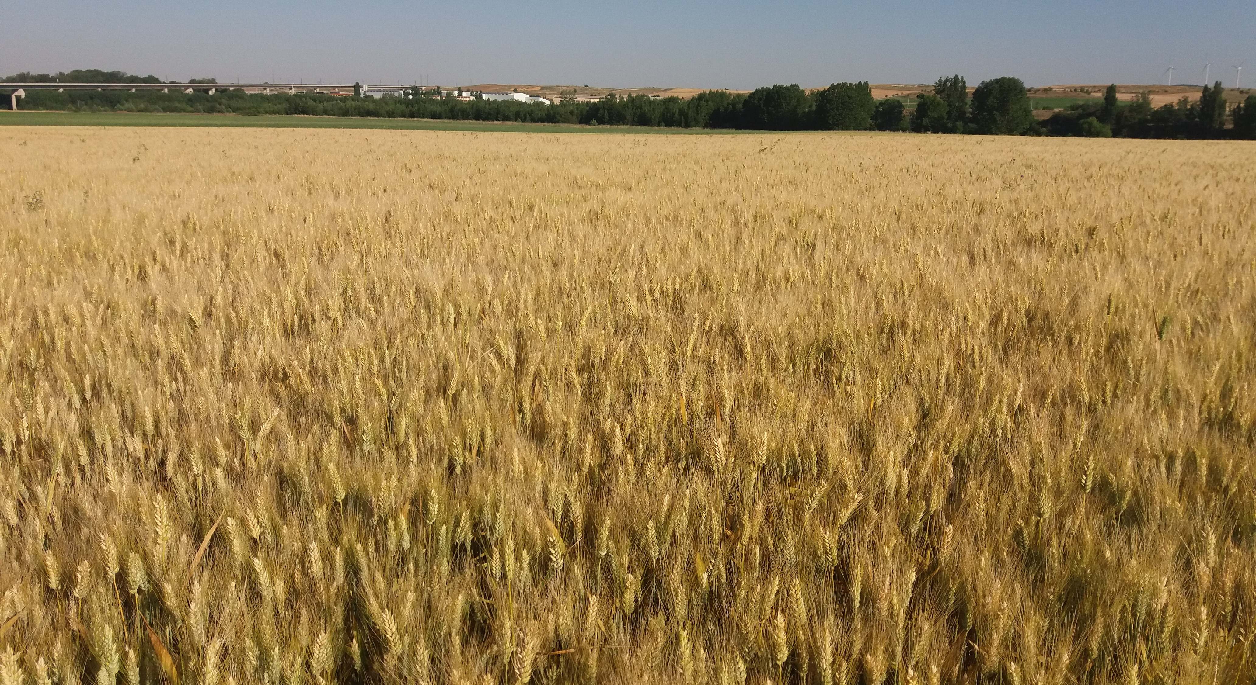 Cultivo de cereales