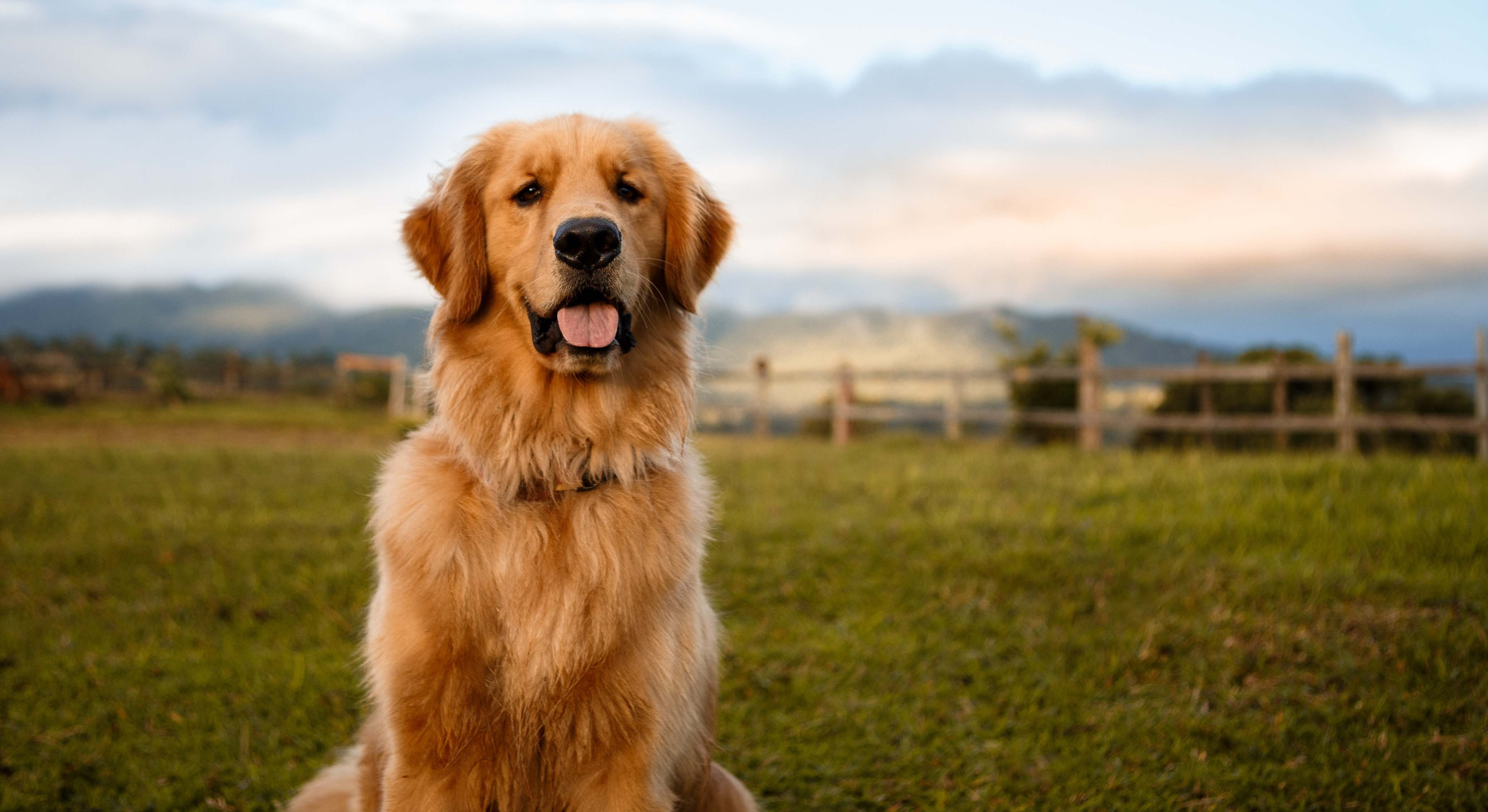 Un perro de la raza Golden Retriever. / Foto: iStock